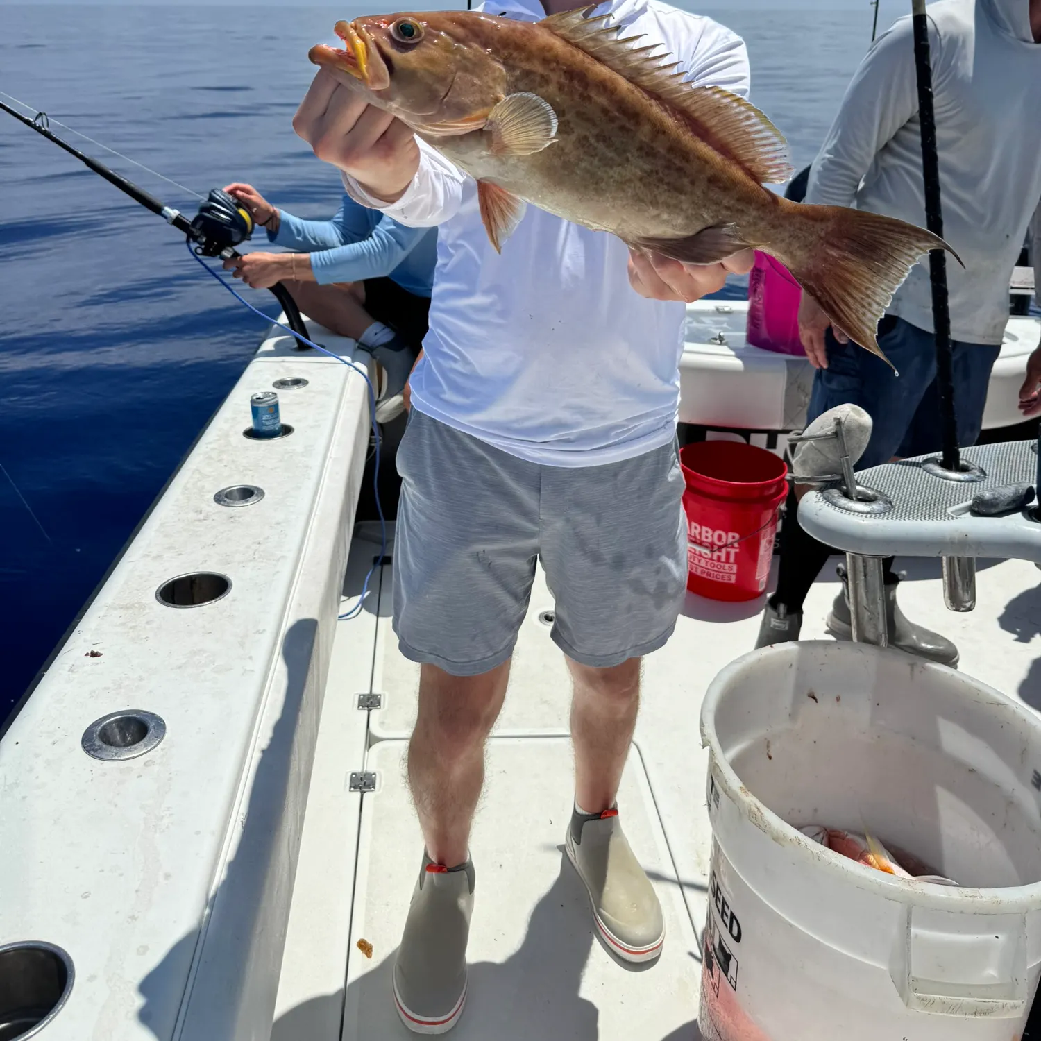 The most recent Scamp grouper catches on Fishbrain