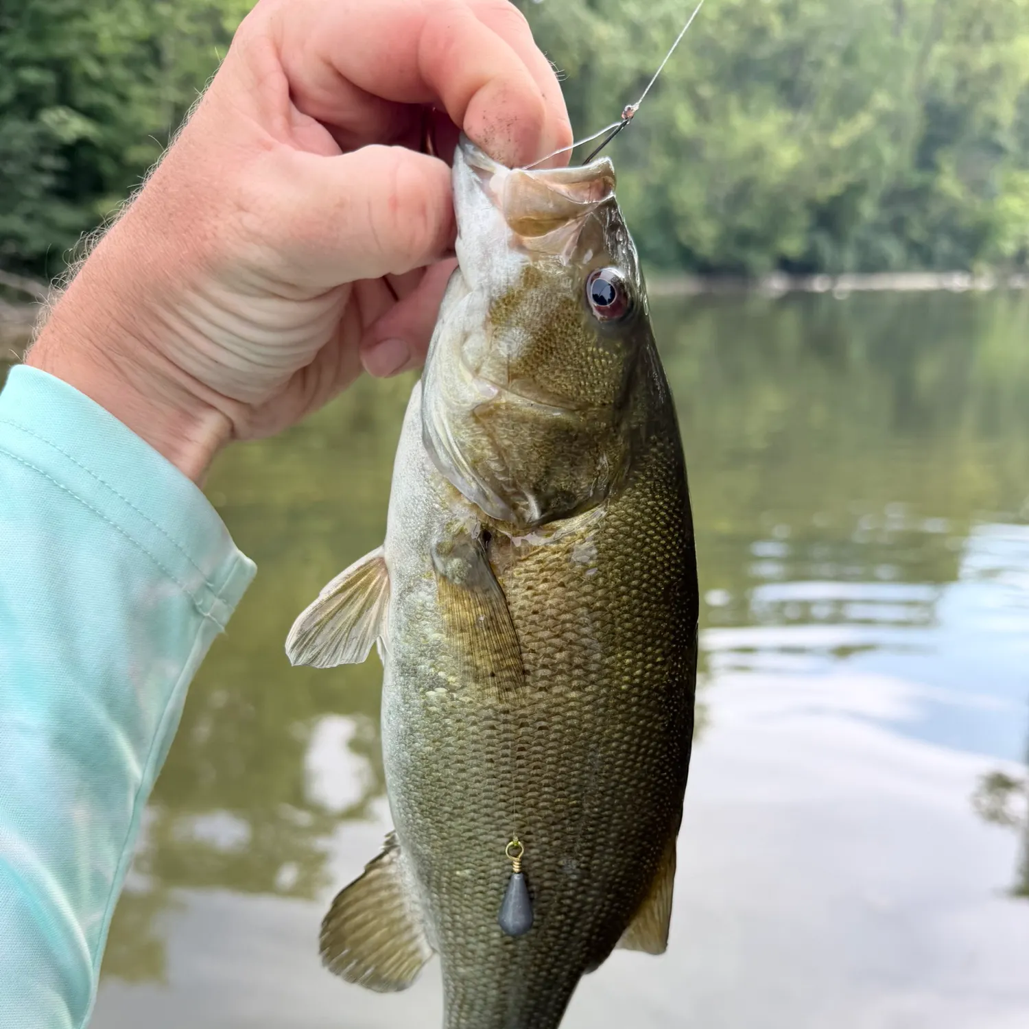 Smallmouth bass caught on Fishbrain