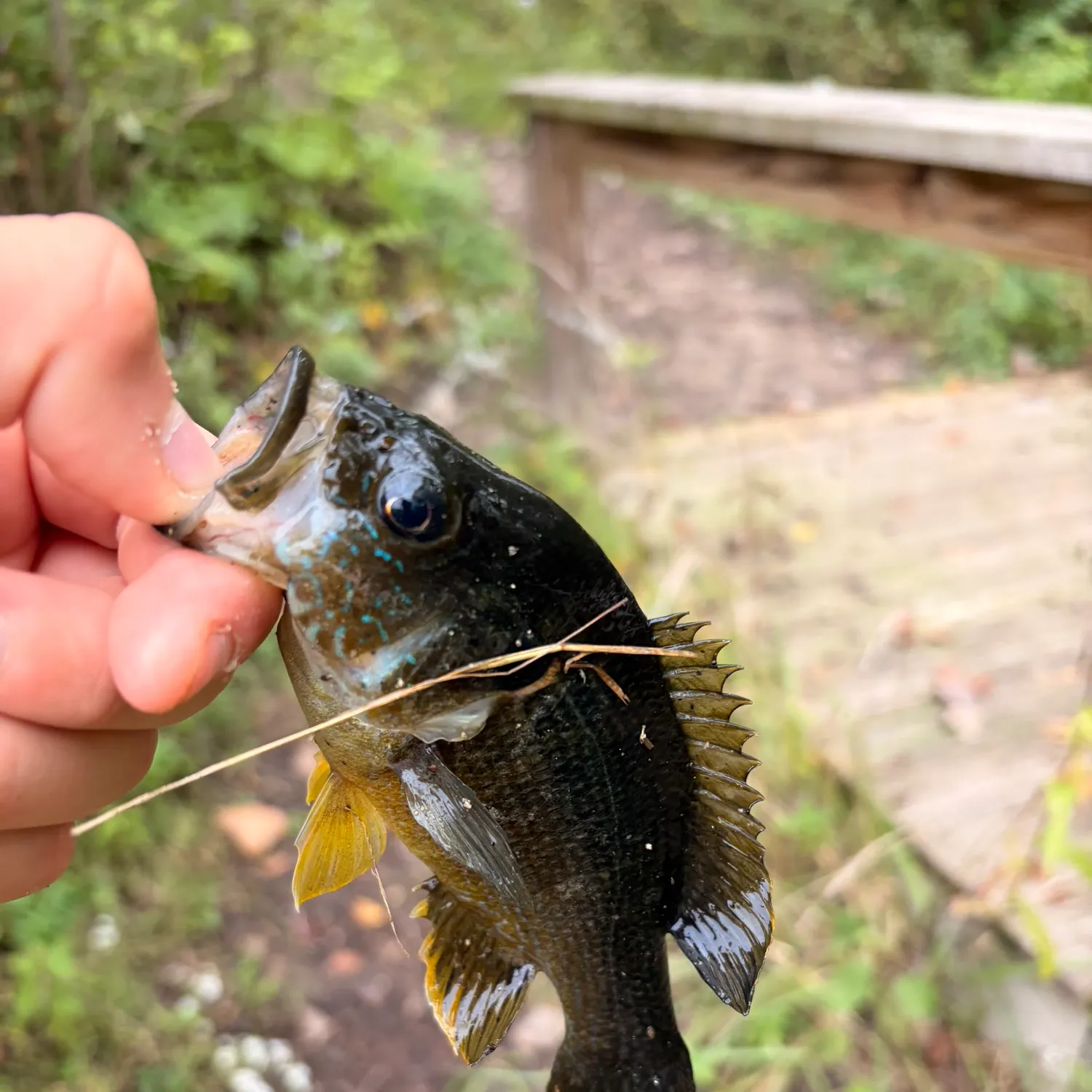 Green sunfish caught on Fishbrain