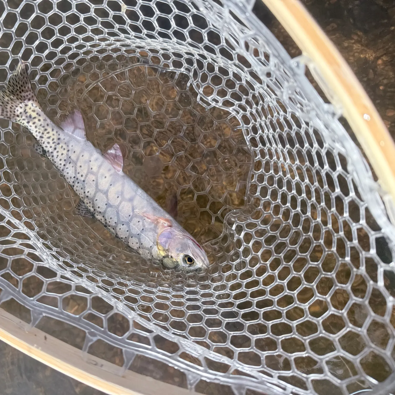 Cutthroat trout caught on Fishbrain