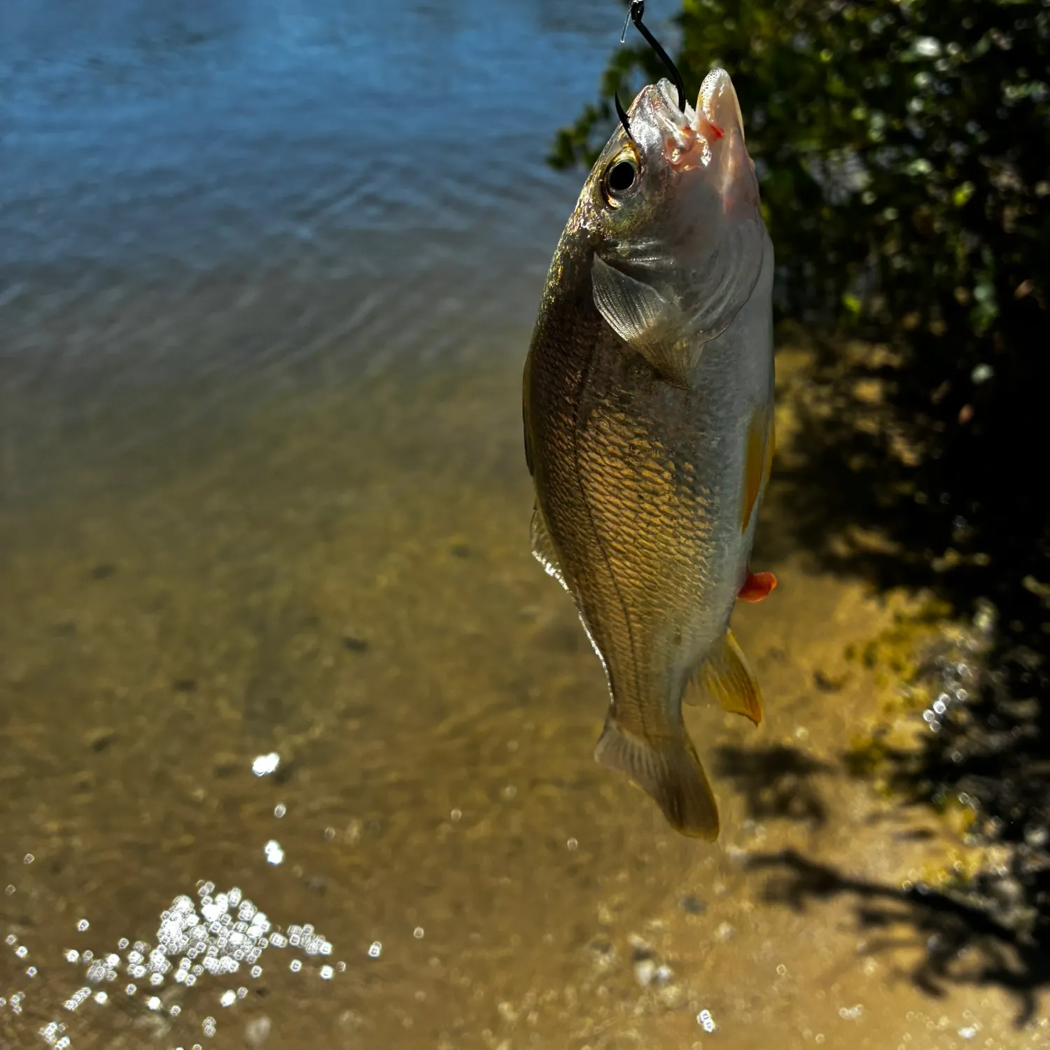 The most recent Silver perch catches on Fishbrain