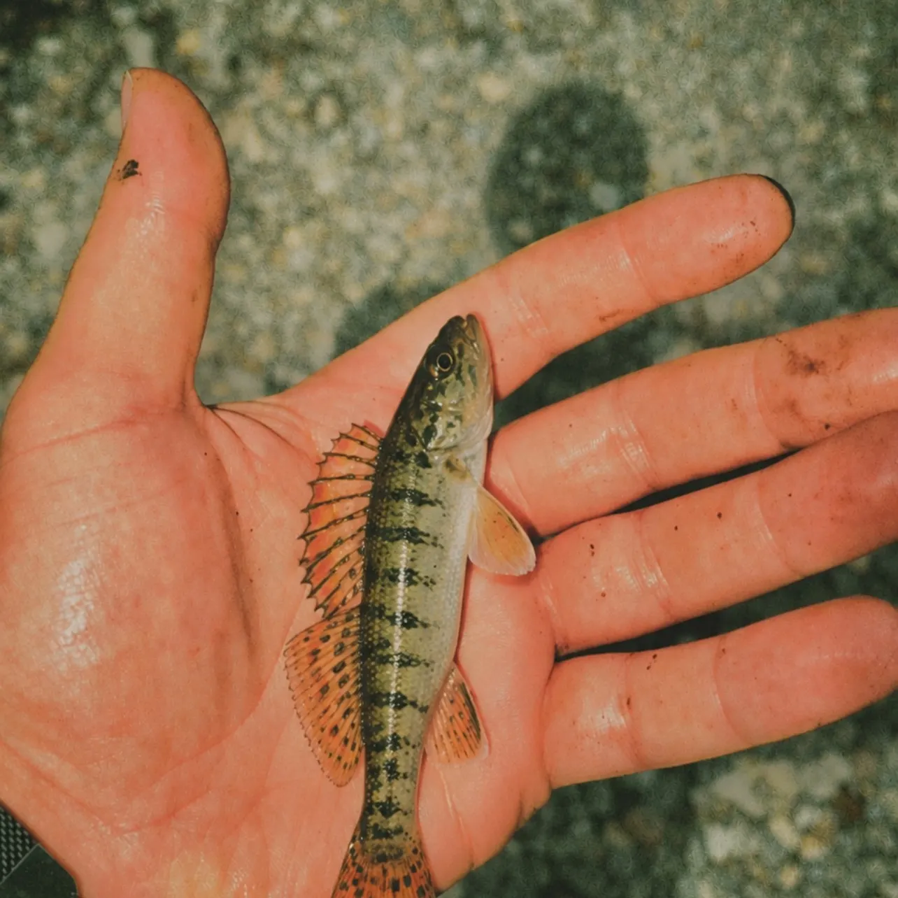 The most recent Orangethroat darter catches on Fishbrain
