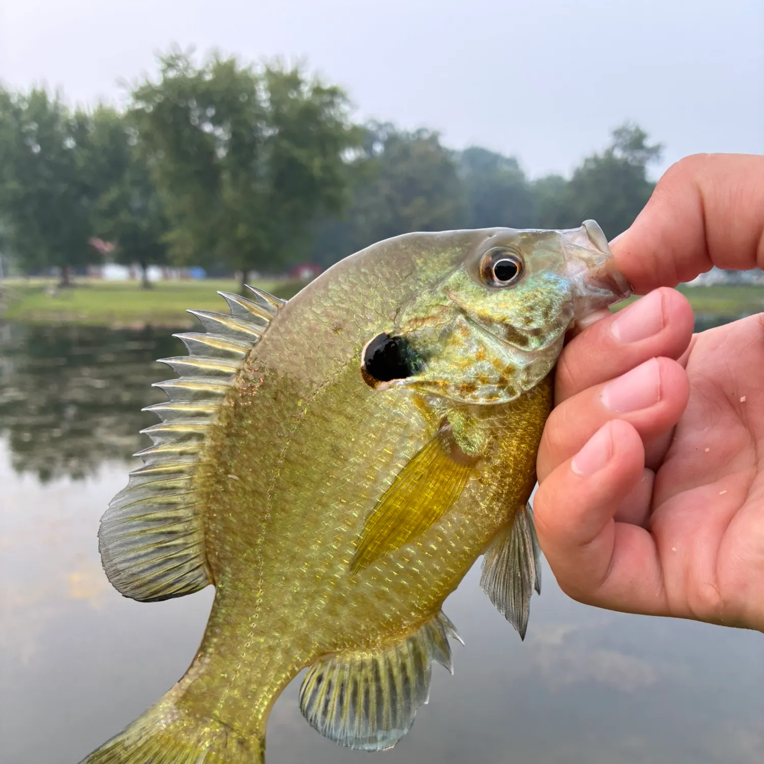 Redear x bluegill caught on Fishbrain