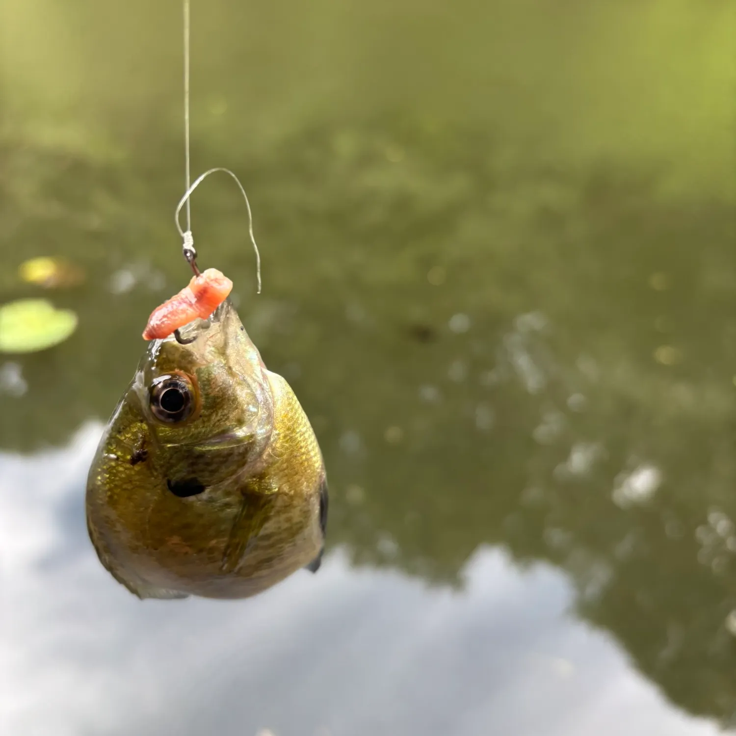 Bluegill caught on Fishbrain