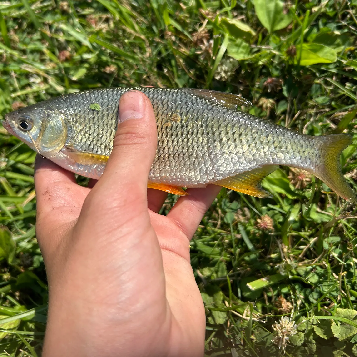 The most recent Golden shiner catches on Fishbrain