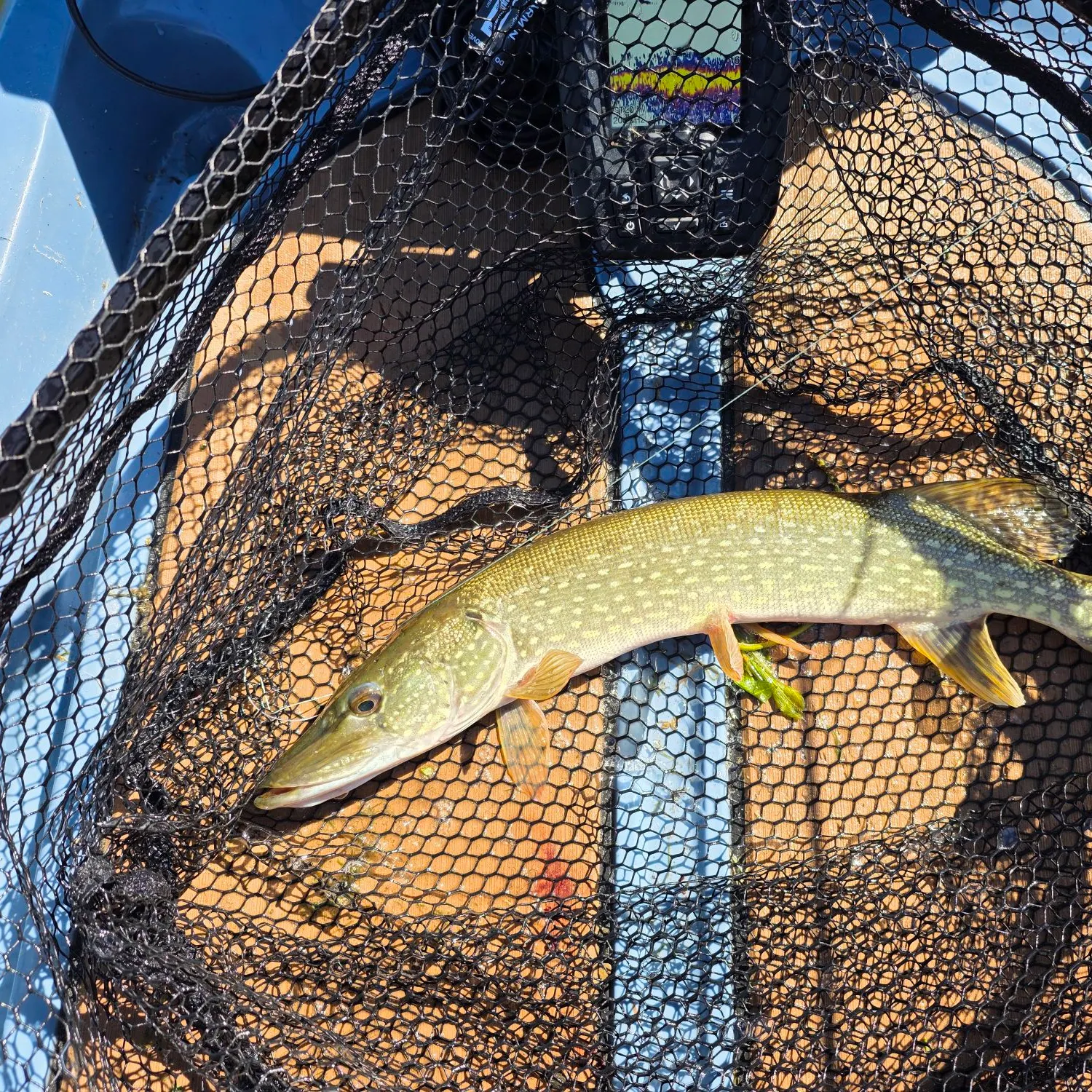 Northern pike caught on Fishbrain