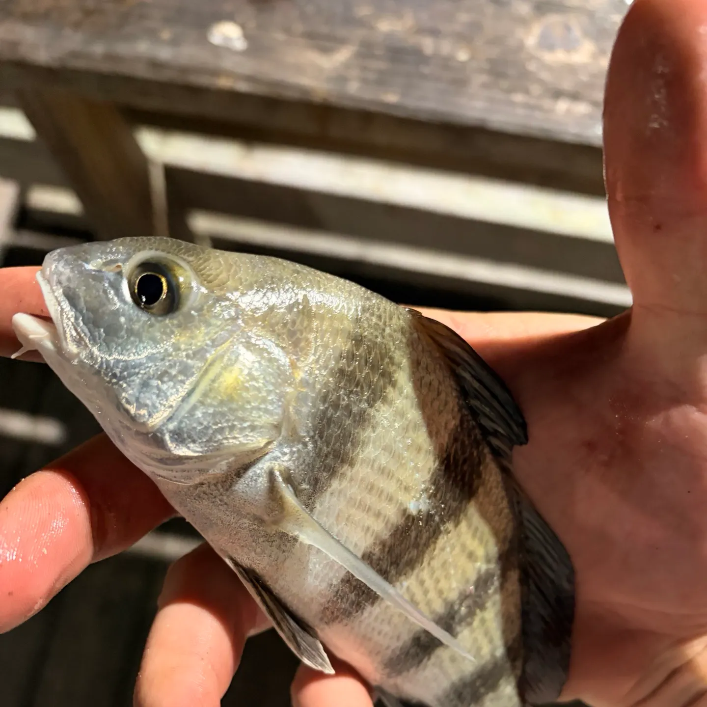 Black drum caught on Fishbrain