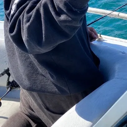 Australasian snapper caught on Fishbrain