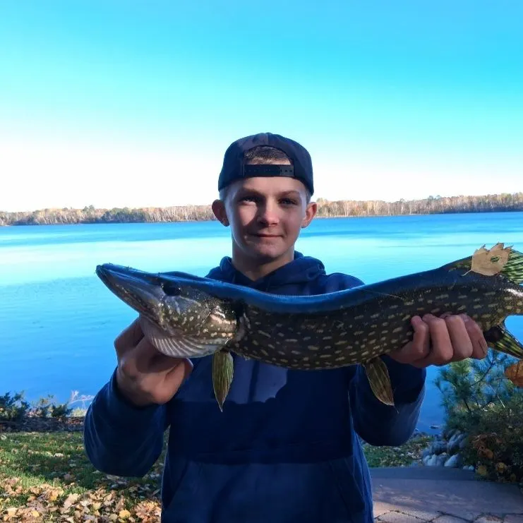 Northern pike caught on Fishbrain