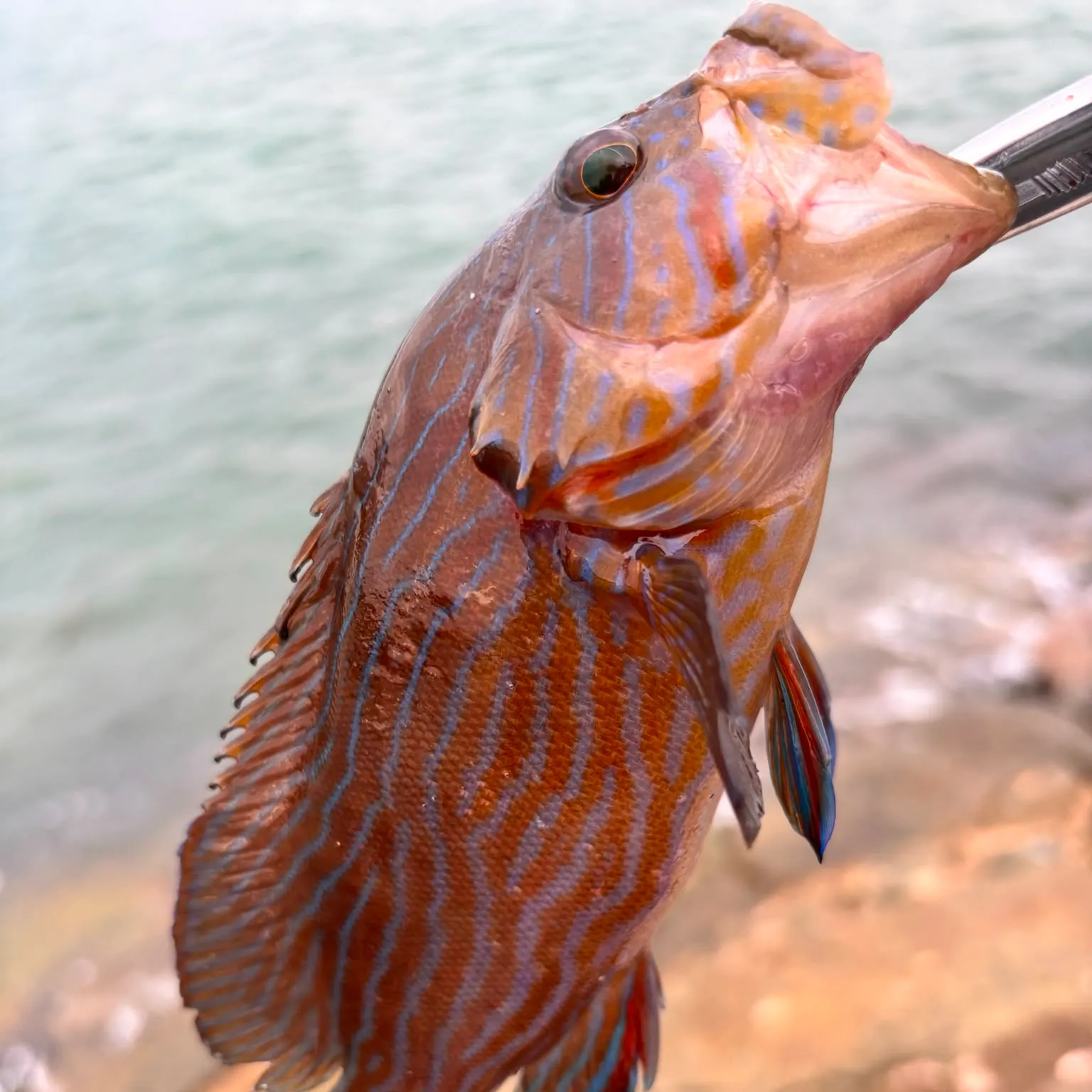 The most recent Bluelined hind catches on Fishbrain