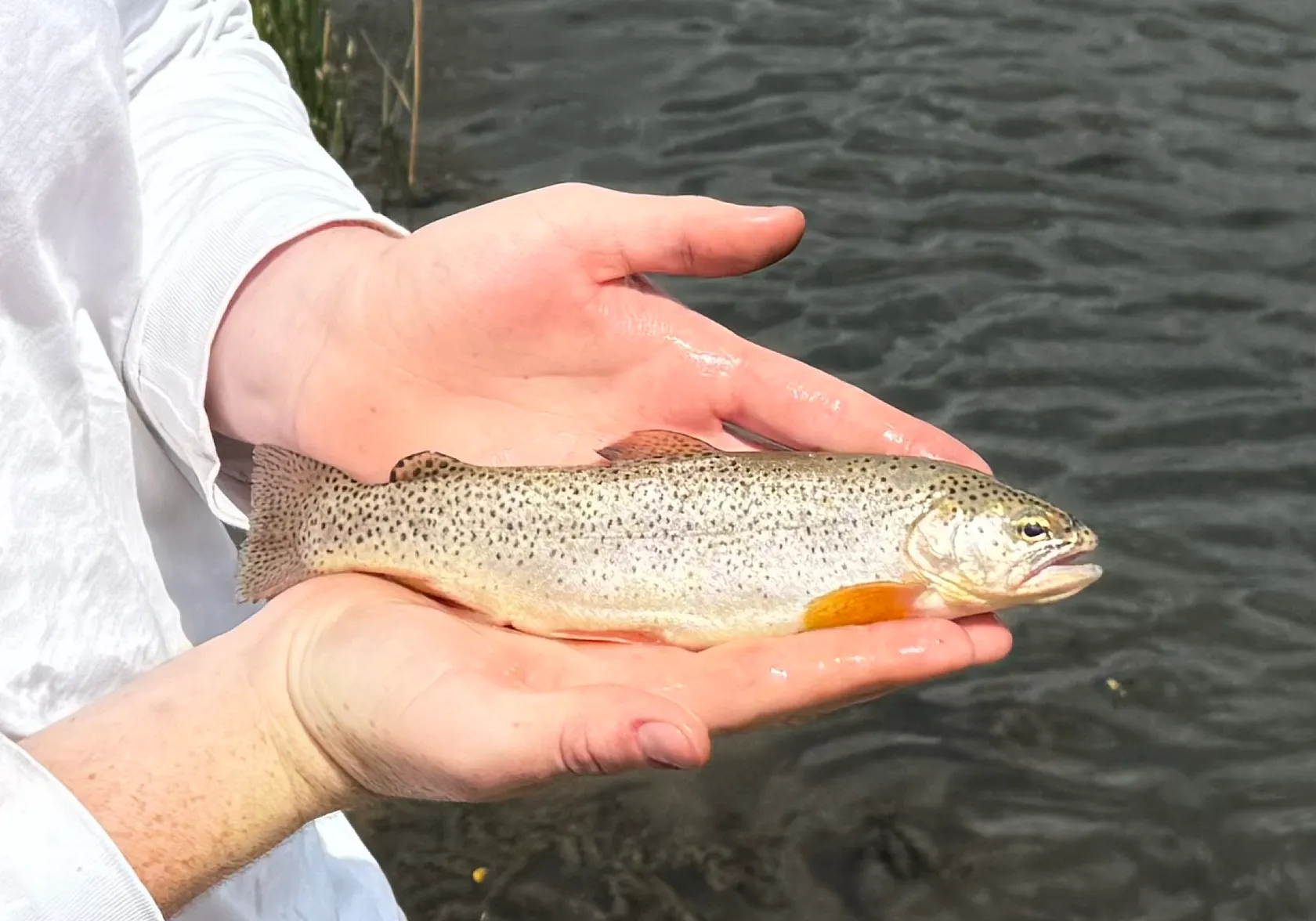 Apache trout