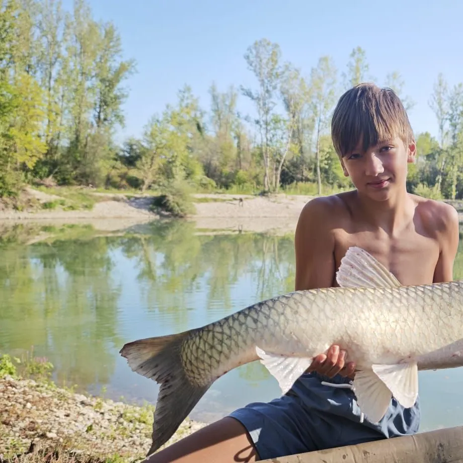 Grass carp caught on Fishbrain