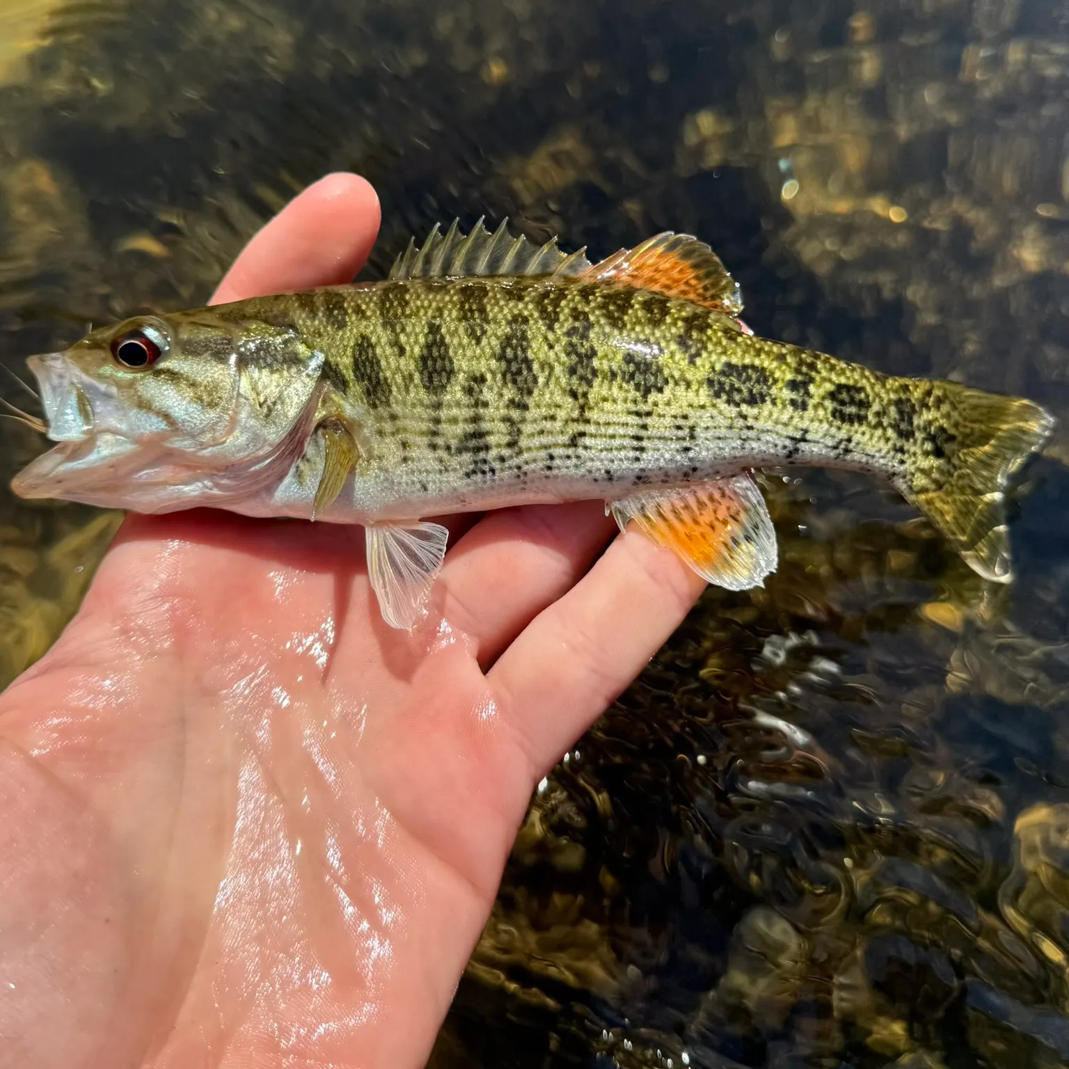 The most recent Bartram's bass catches on Fishbrain