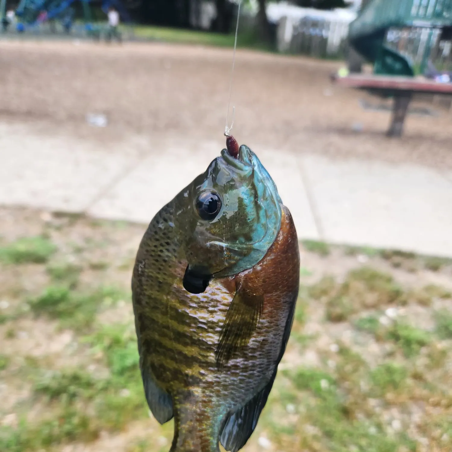 catch