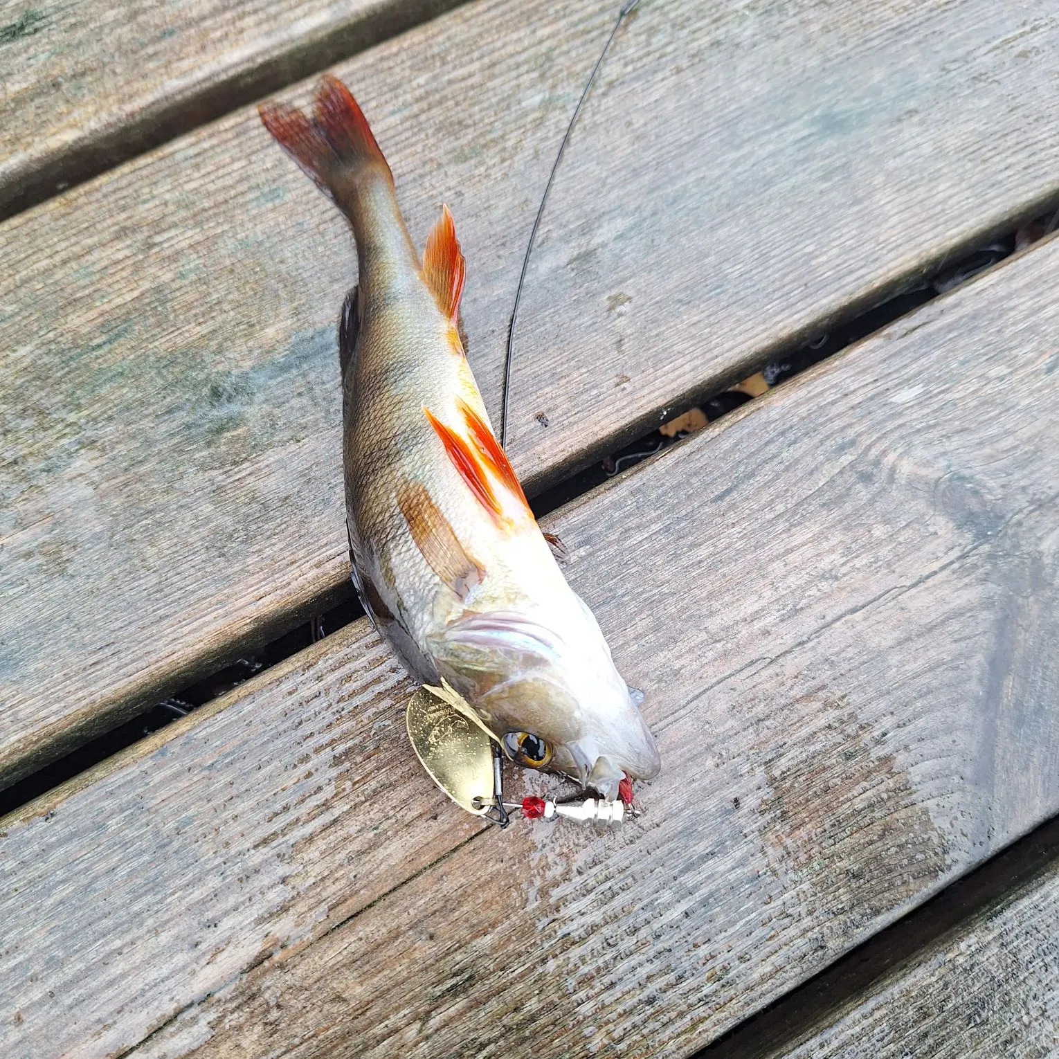 European perch caught on Fishbrain