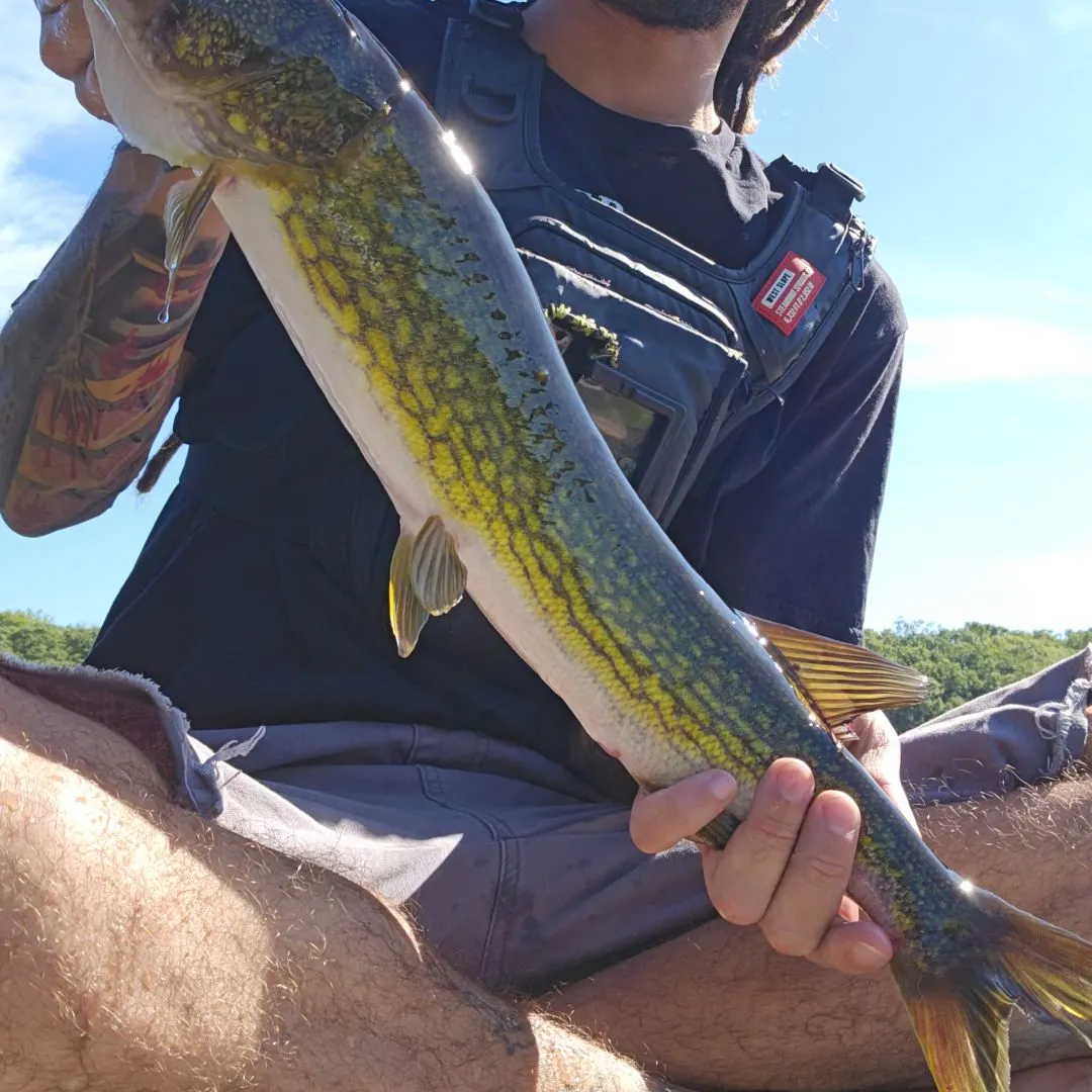 Chain pickerel caught on Fishbrain