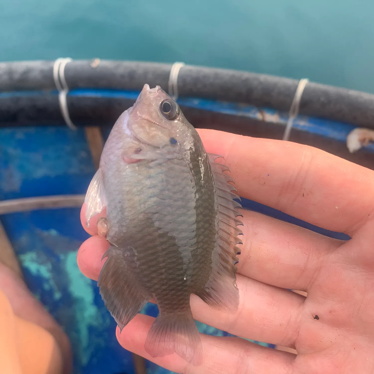 The most recent Dusky damselfish catches on Fishbrain