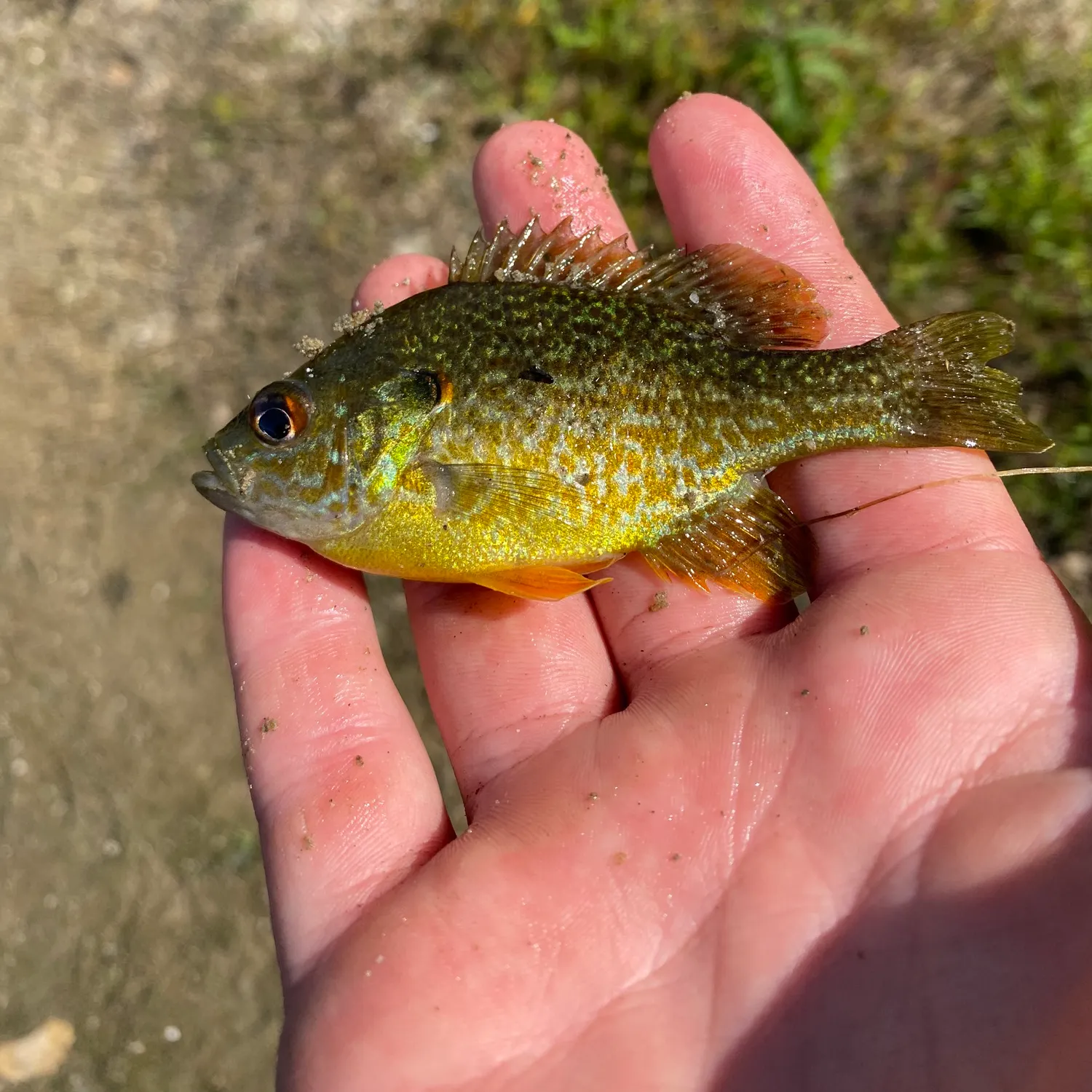 Pumpkingill hybrid caught on Fishbrain