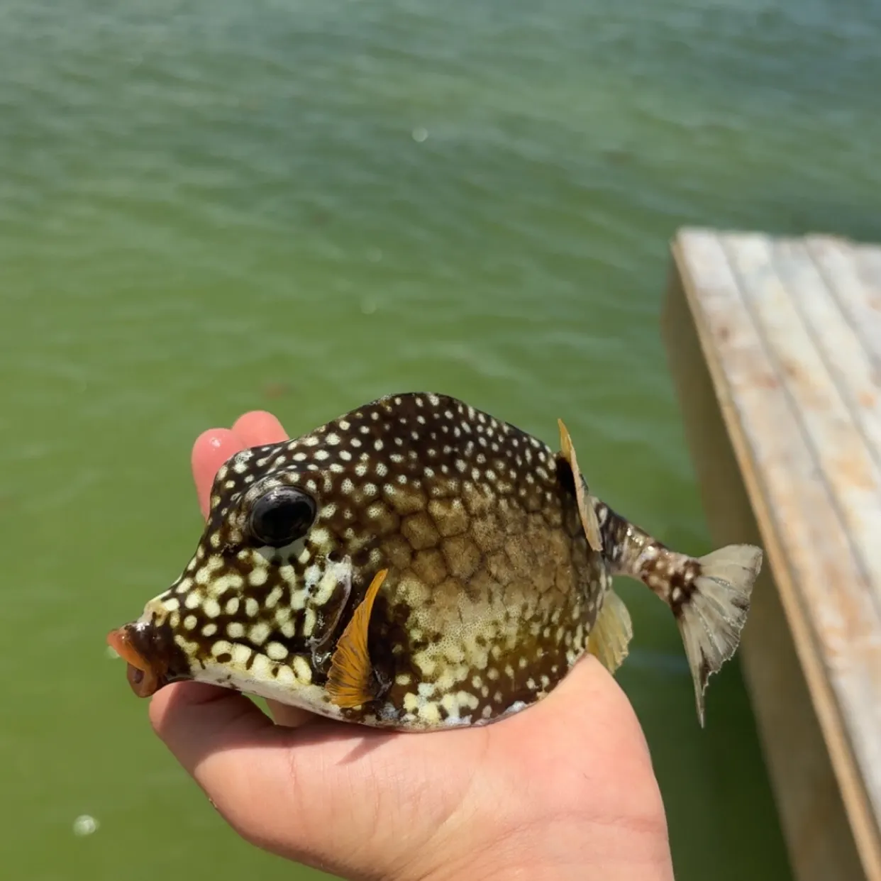 The most recent Honeycomb cowfish catches on Fishbrain