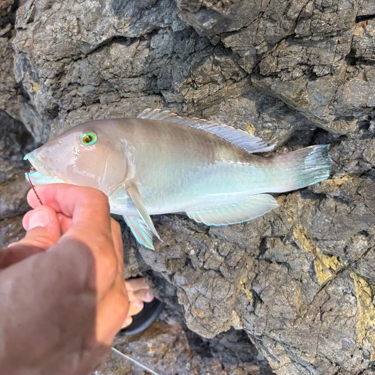 The most recent Common parrotfish catches on Fishbrain