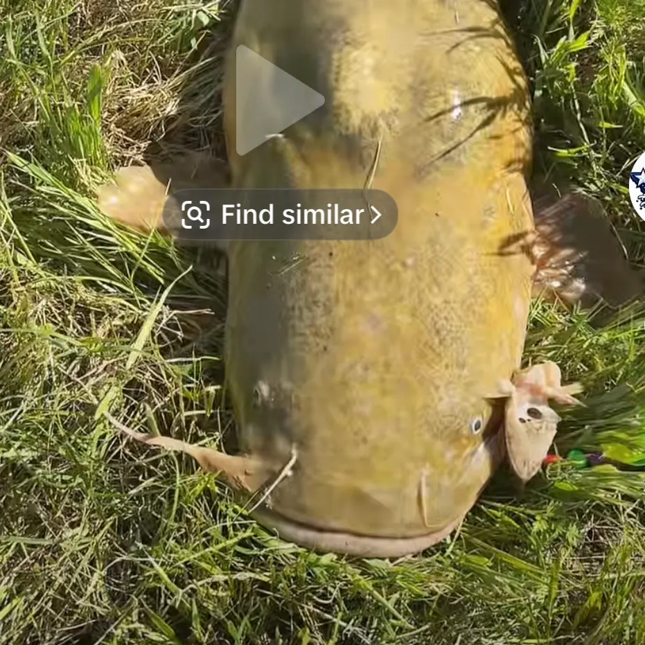 The most recent Flathead catfish catches on Fishbrain