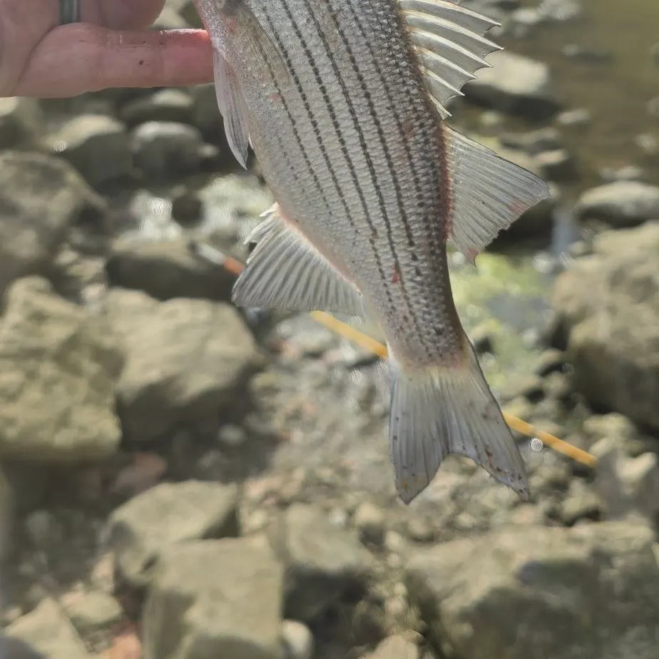 Wiper caught on Fishbrain