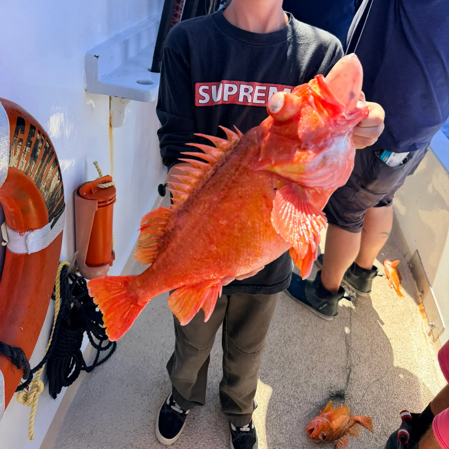 The most recent Vermilion rockfish catches on Fishbrain
