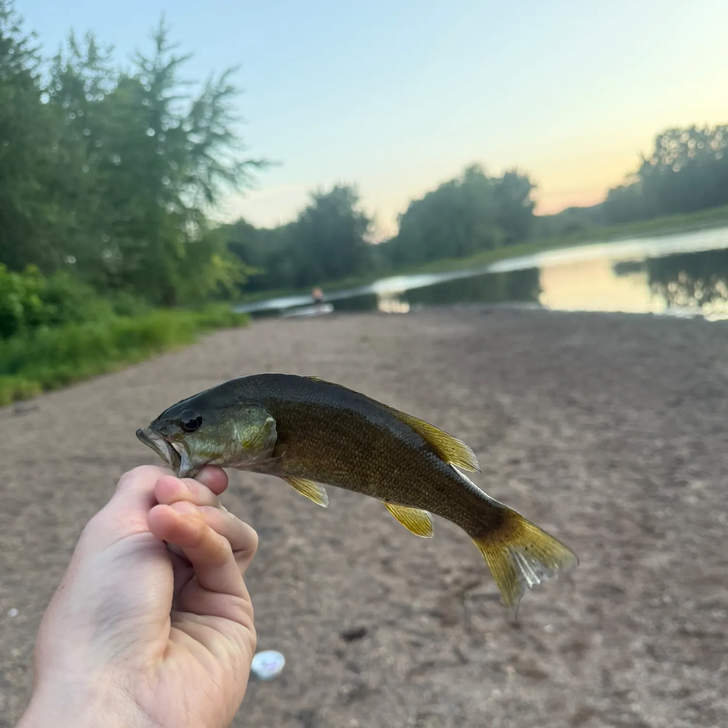 Smallmouth bass caught on Fishbrain