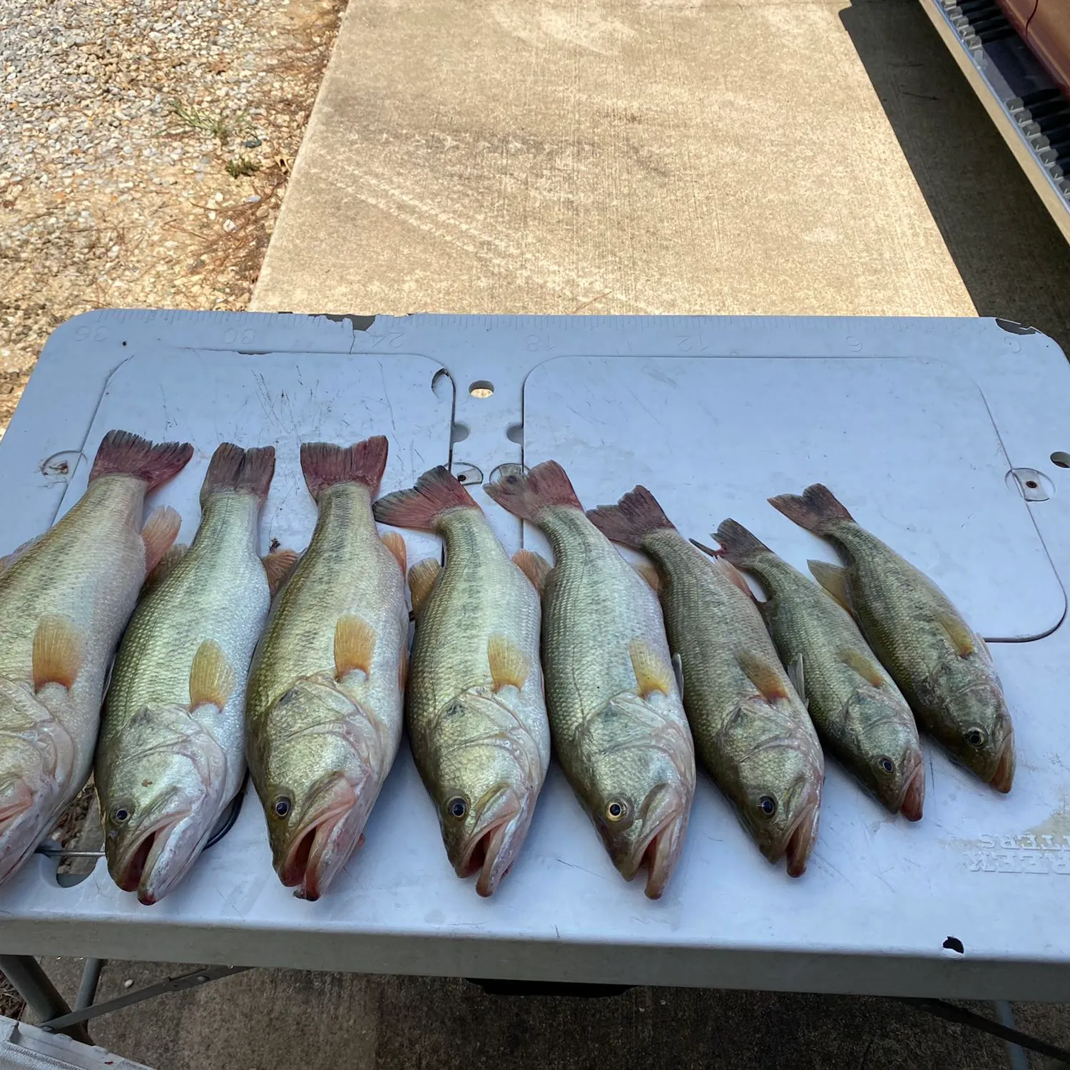 recently logged catches