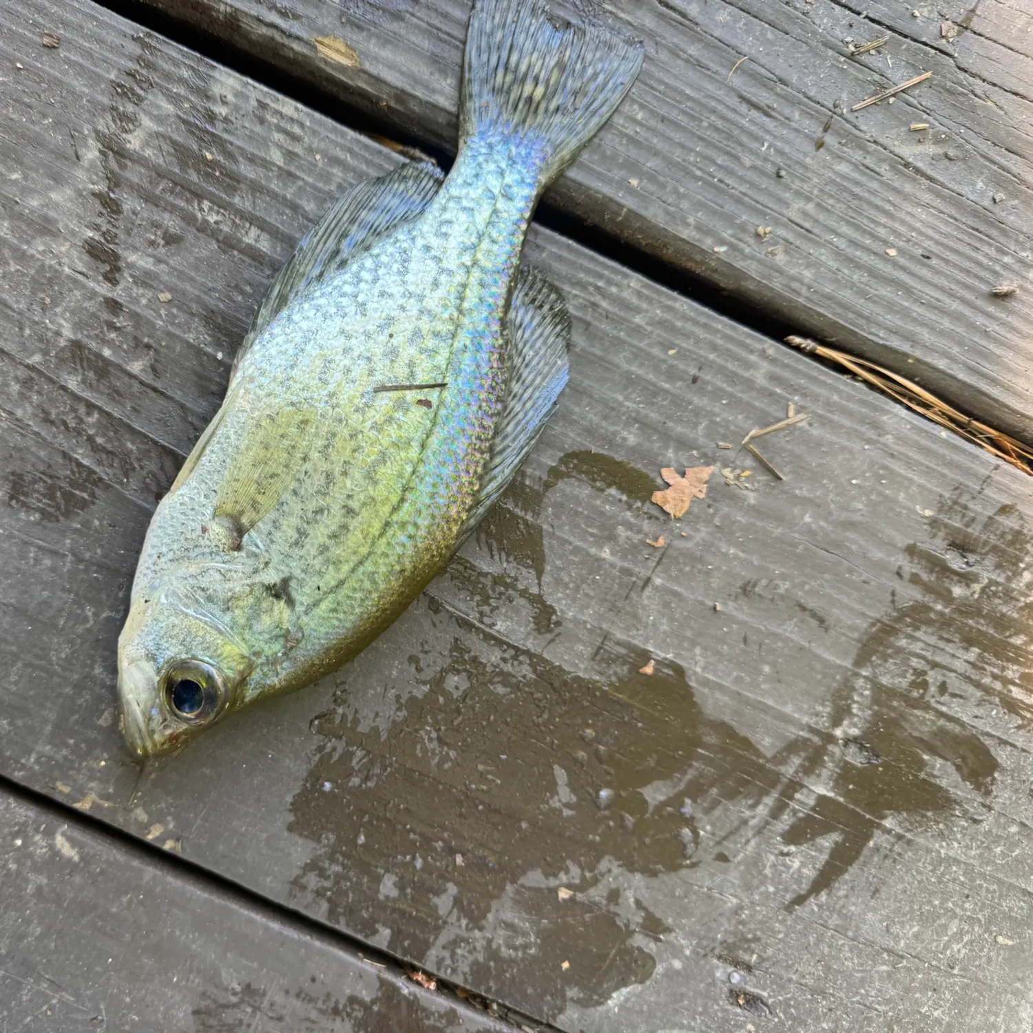 Black crappie caught on Fishbrain