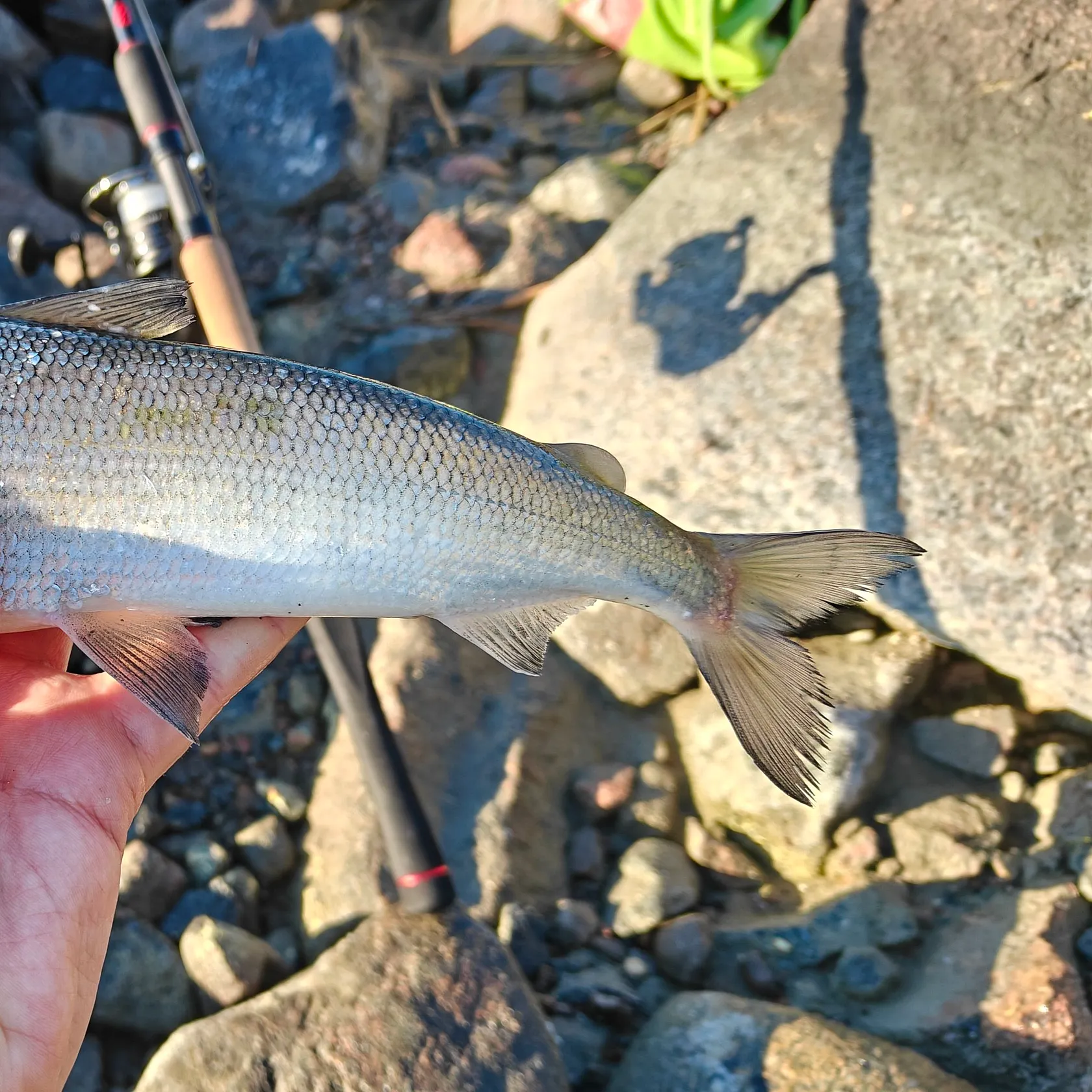 The most recent Lake whitefish catches on Fishbrain