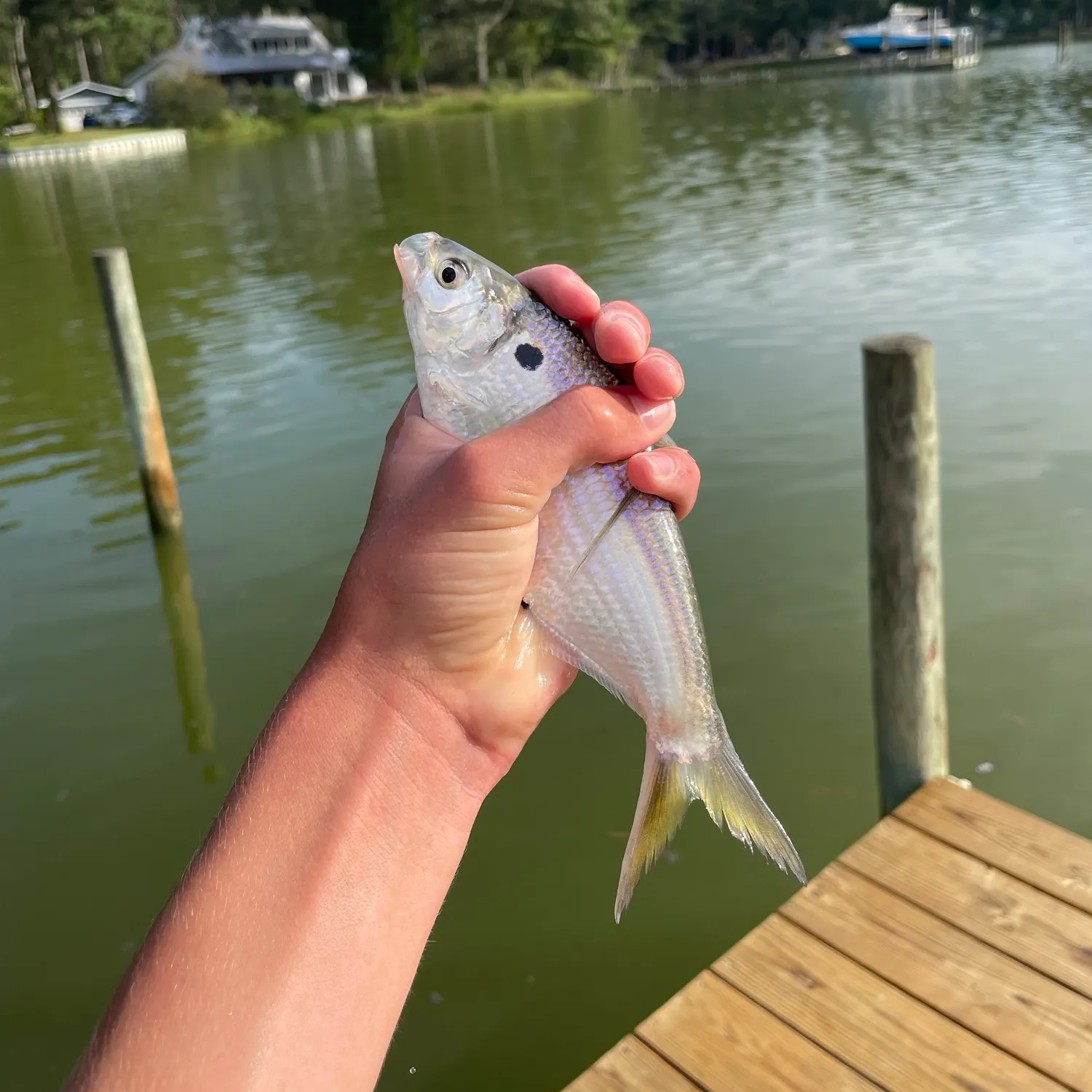 Threadfin shad caught on Fishbrain