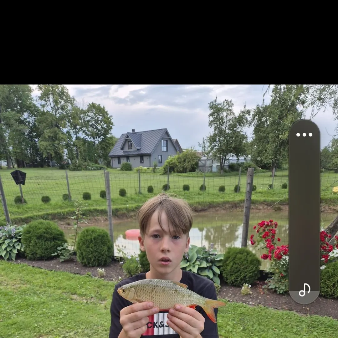 The most recent Ohrid roach catches on Fishbrain