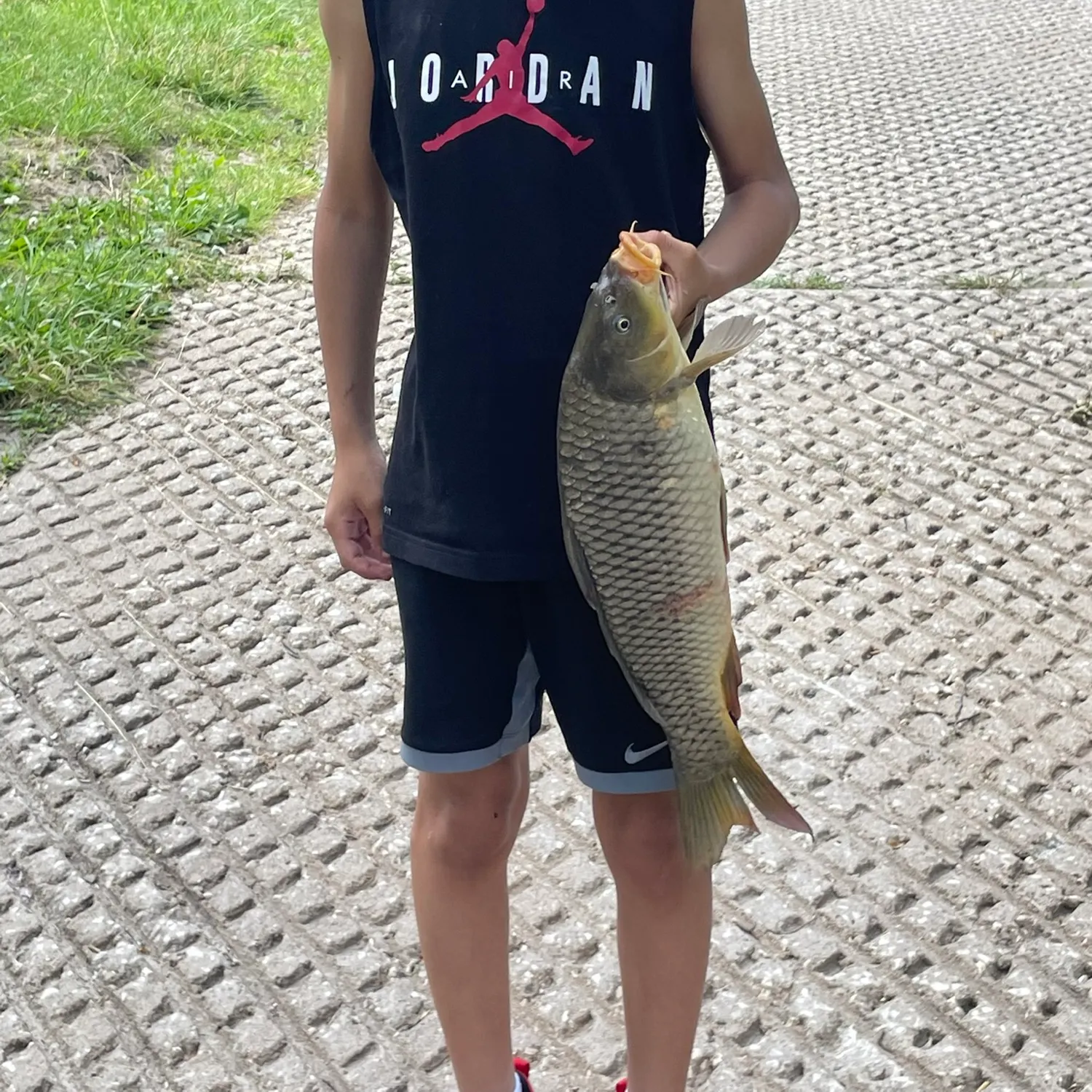 Common carp caught on Fishbrain
