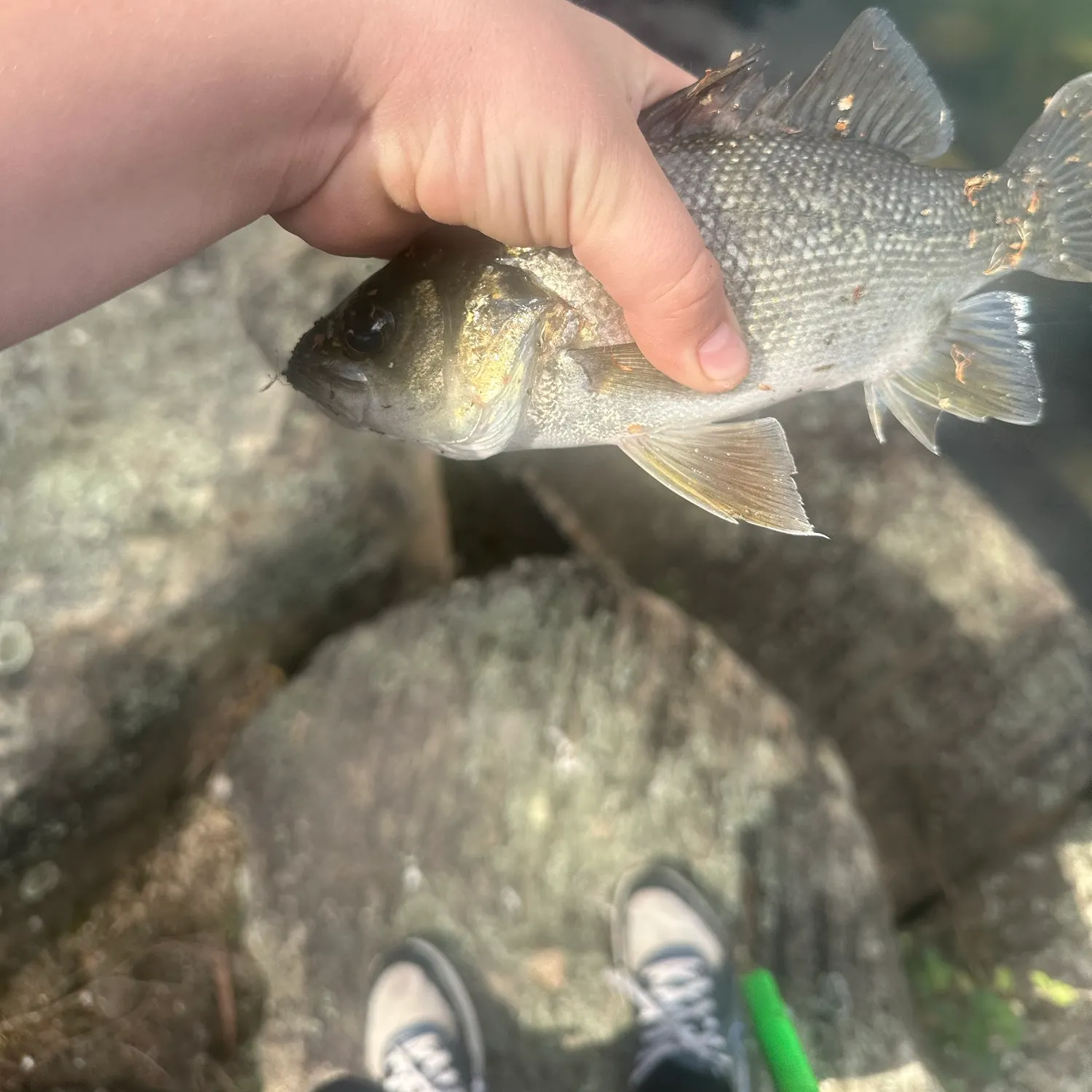 Australian bass caught on Fishbrain