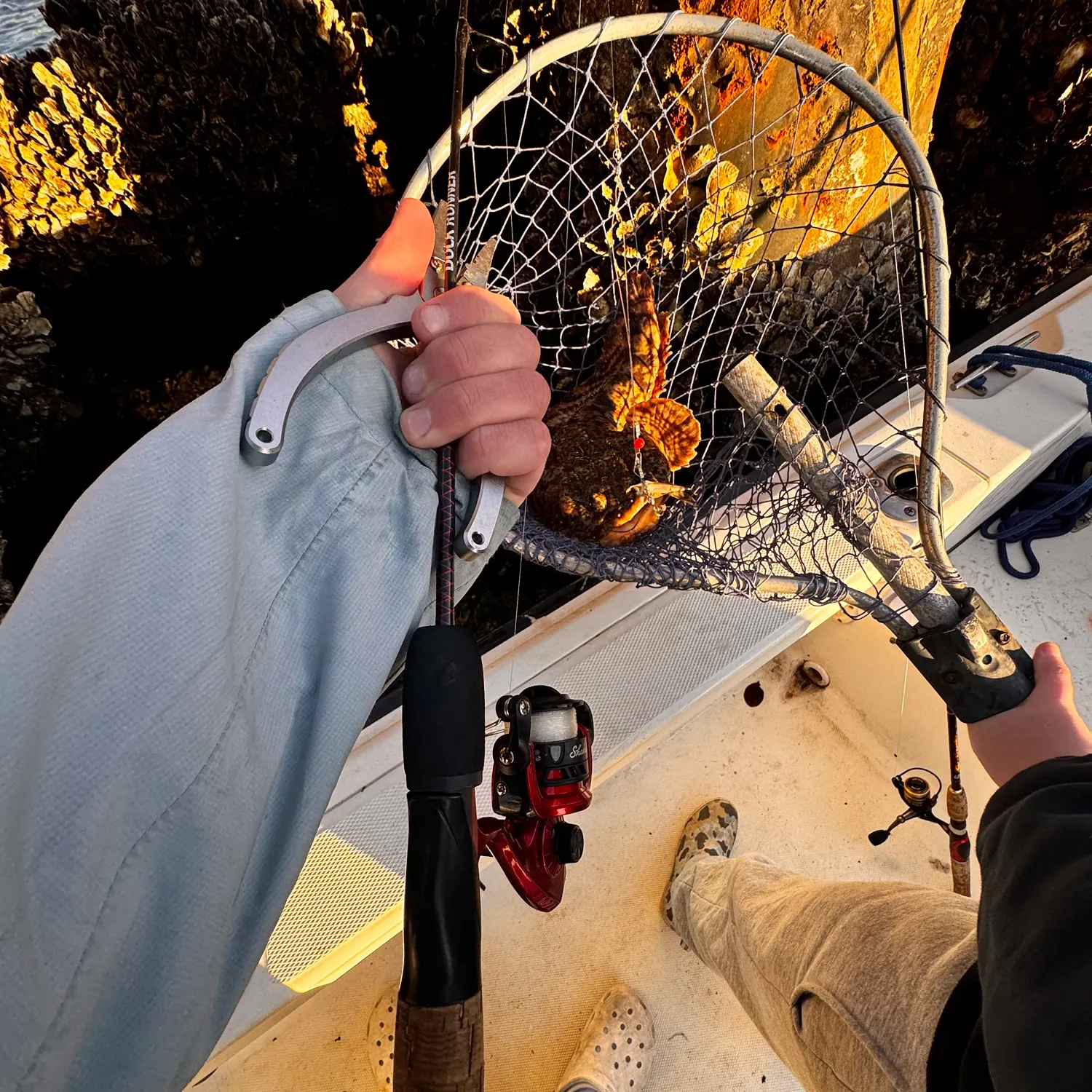 The most recent Oyster toadfish catches on Fishbrain