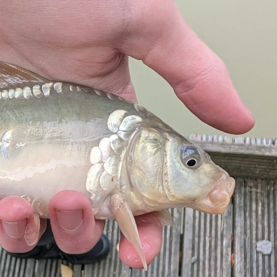 Mirror carp caught on Fishbrain