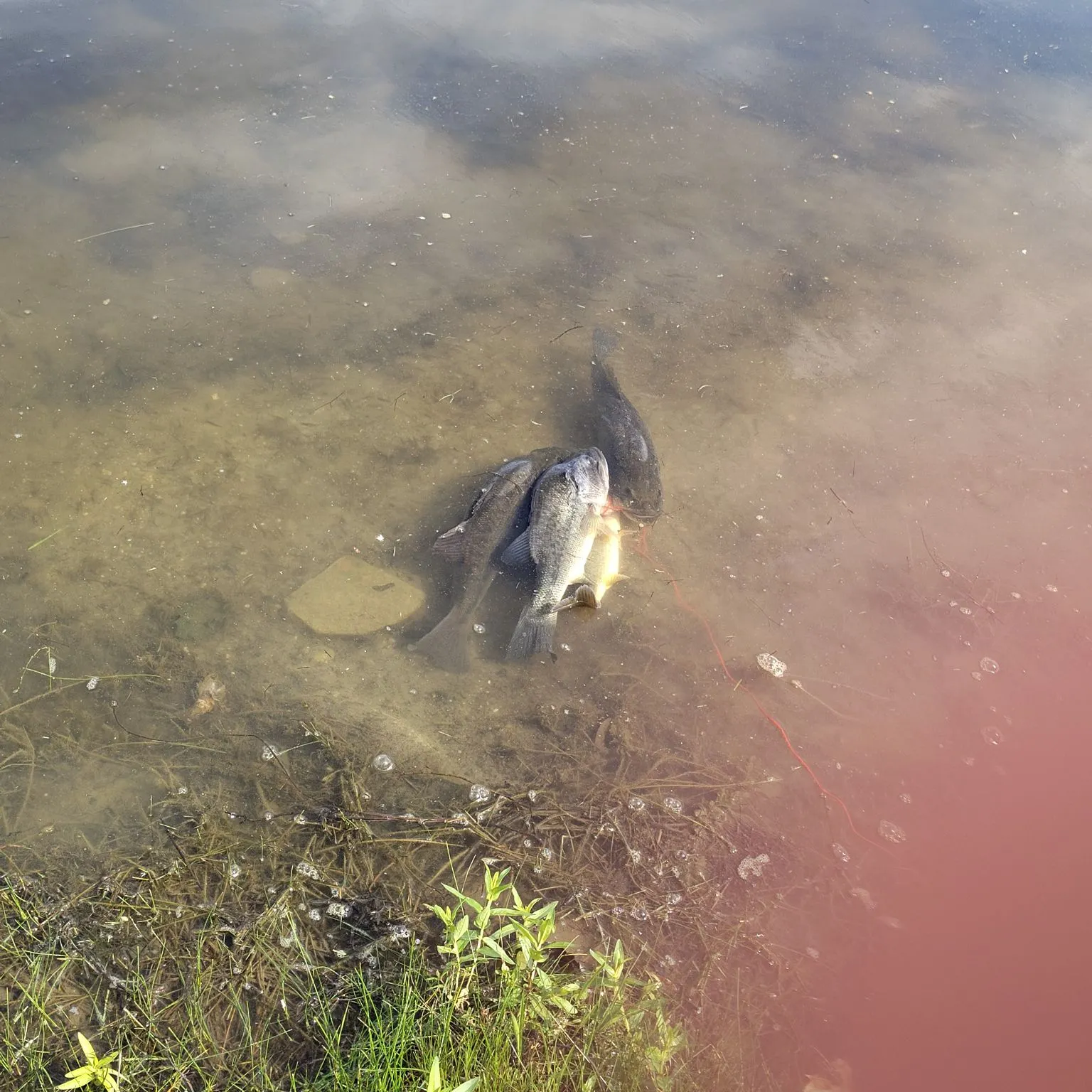 Fish caught on Fishbrain