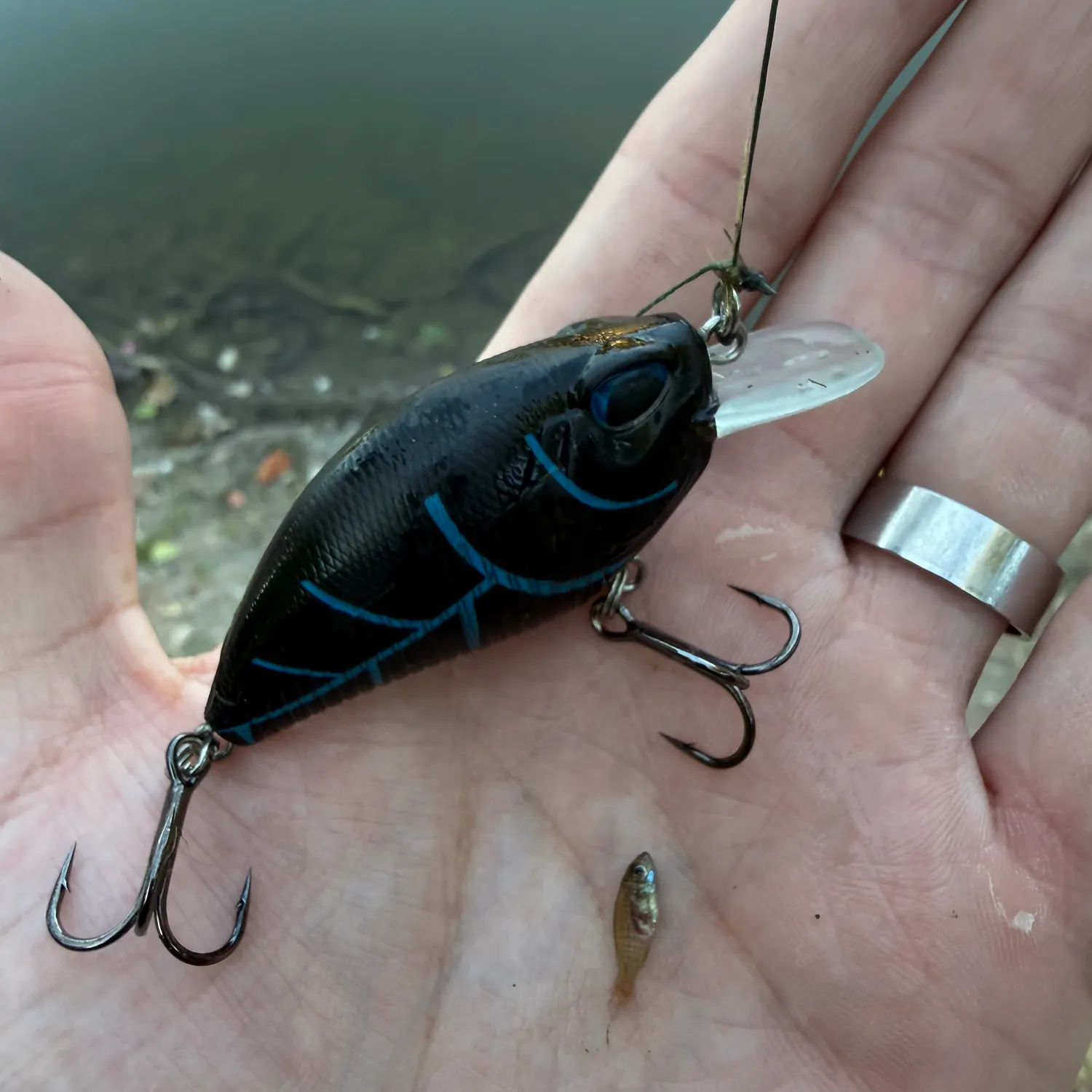 Bluegill caught on Fishbrain