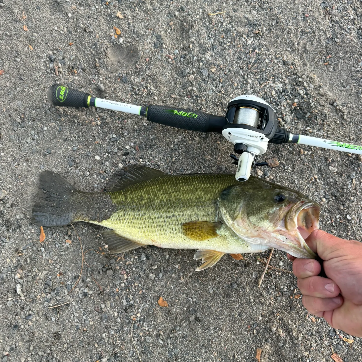 Largemouth bass caught on Fishbrain