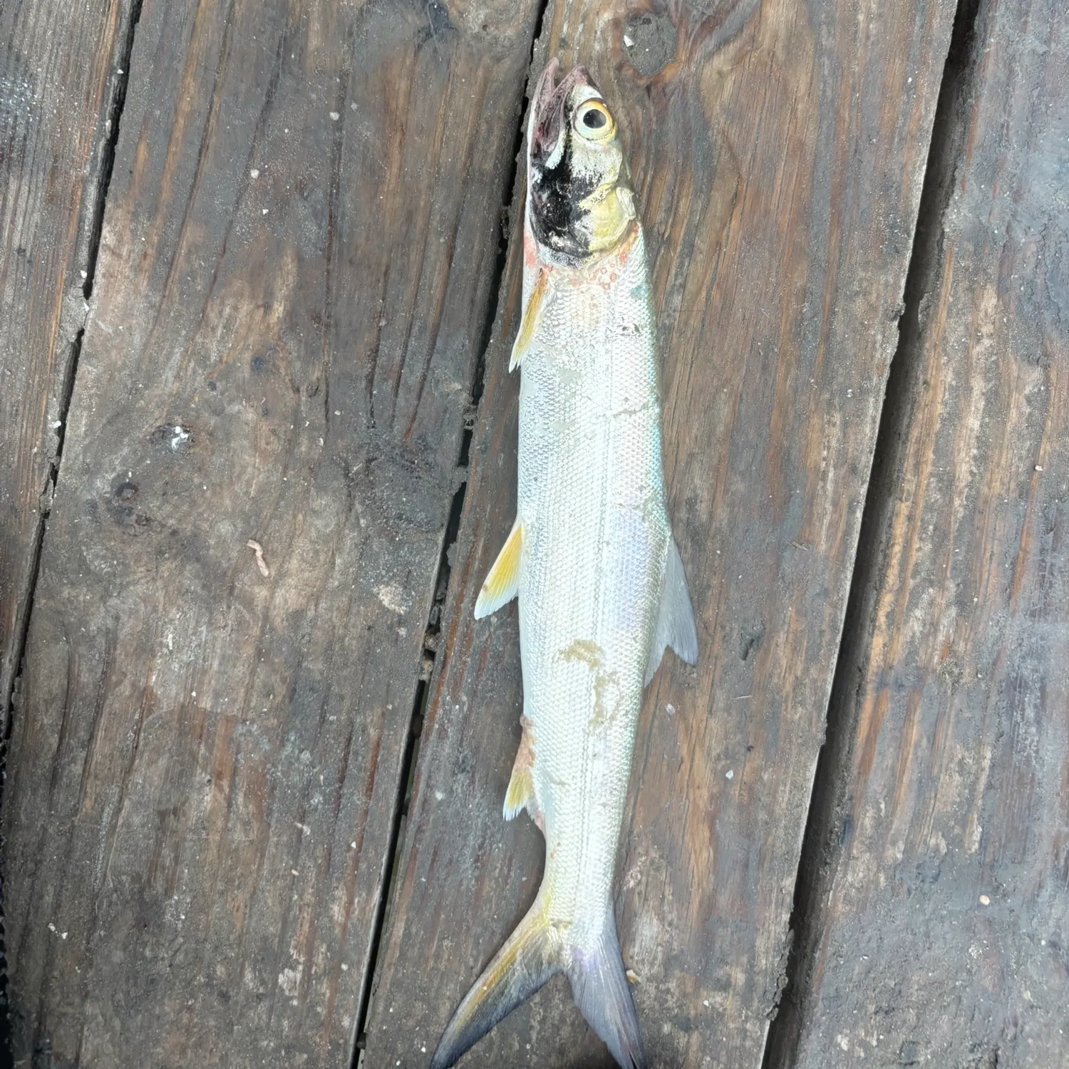 The most recent Ladyfish catches on Fishbrain