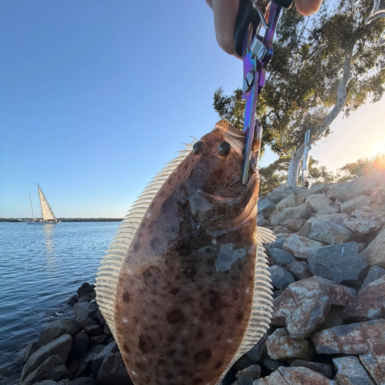 The most recent California halibut catches on Fishbrain
