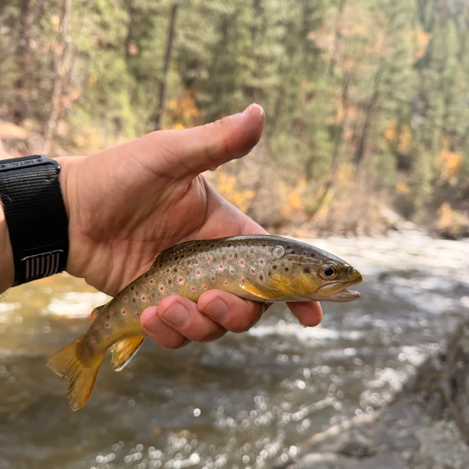 Brown trout caught on Fishbrain