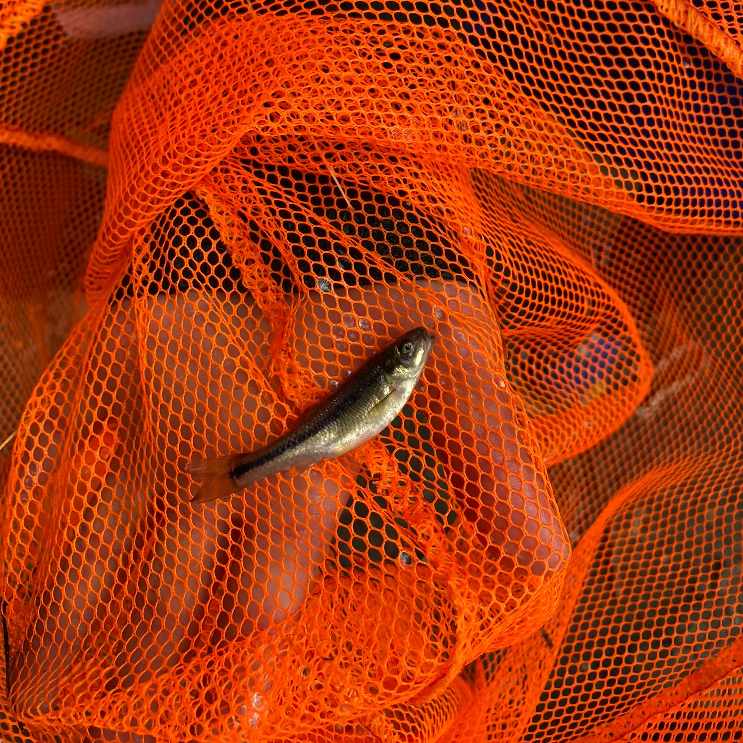 The most recent Luminous cardinalfish catches on Fishbrain