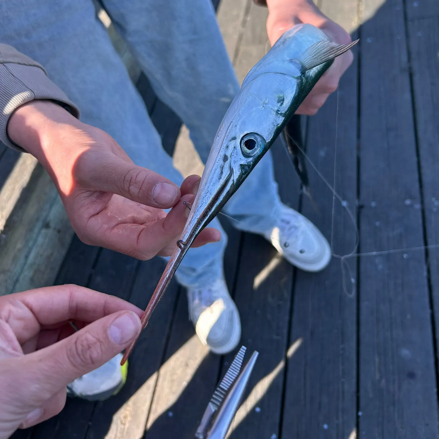 The most recent European garfish catches on Fishbrain