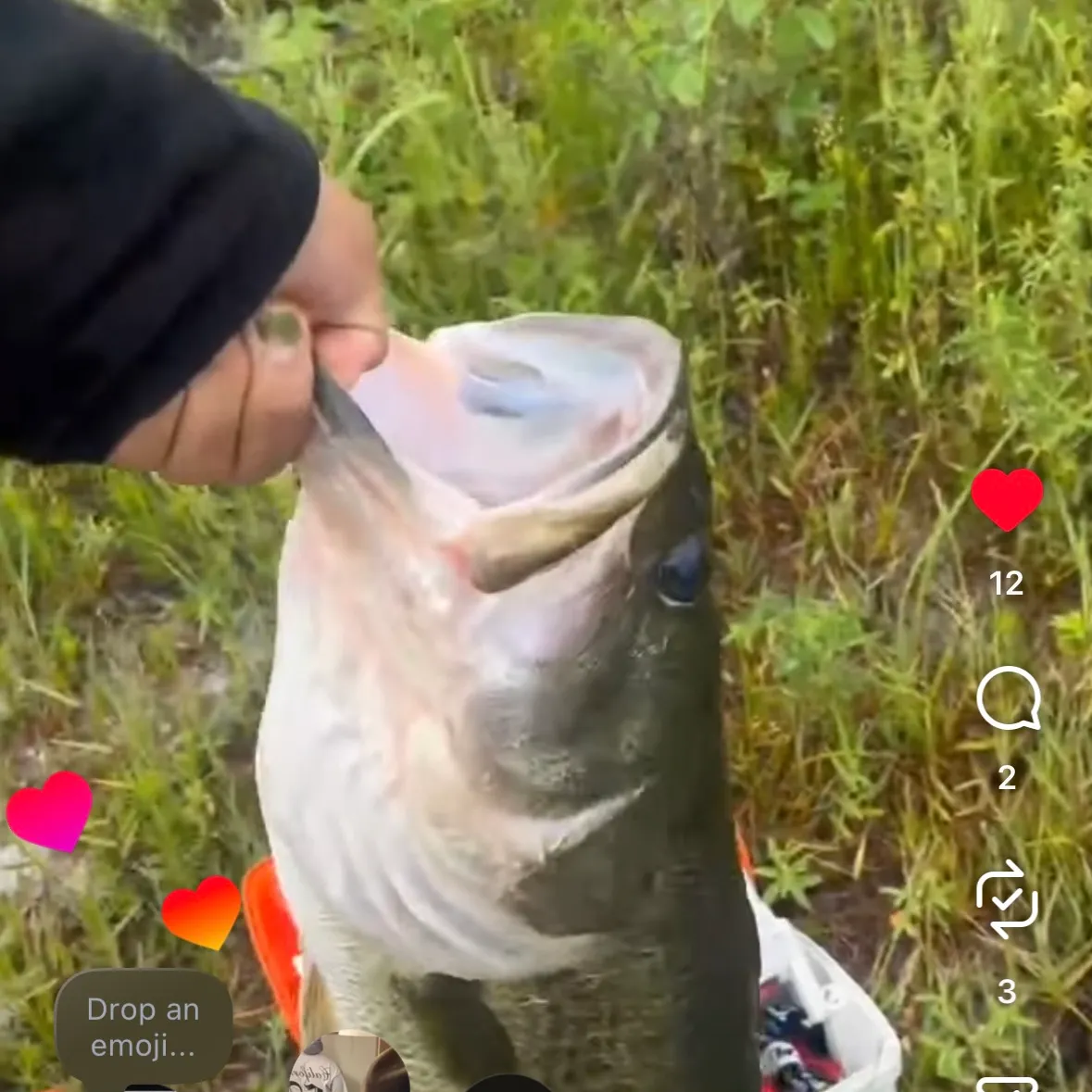 Largemouth bass caught on Fishbrain