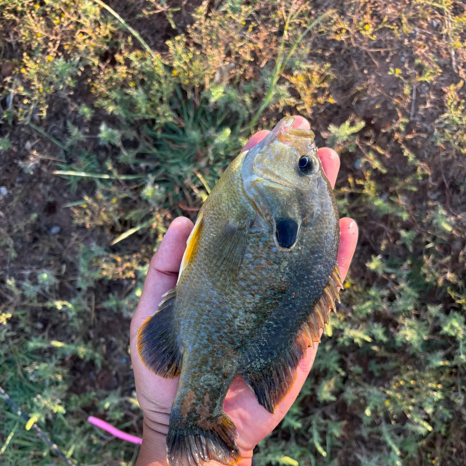 Greengill hybrid caught on Fishbrain