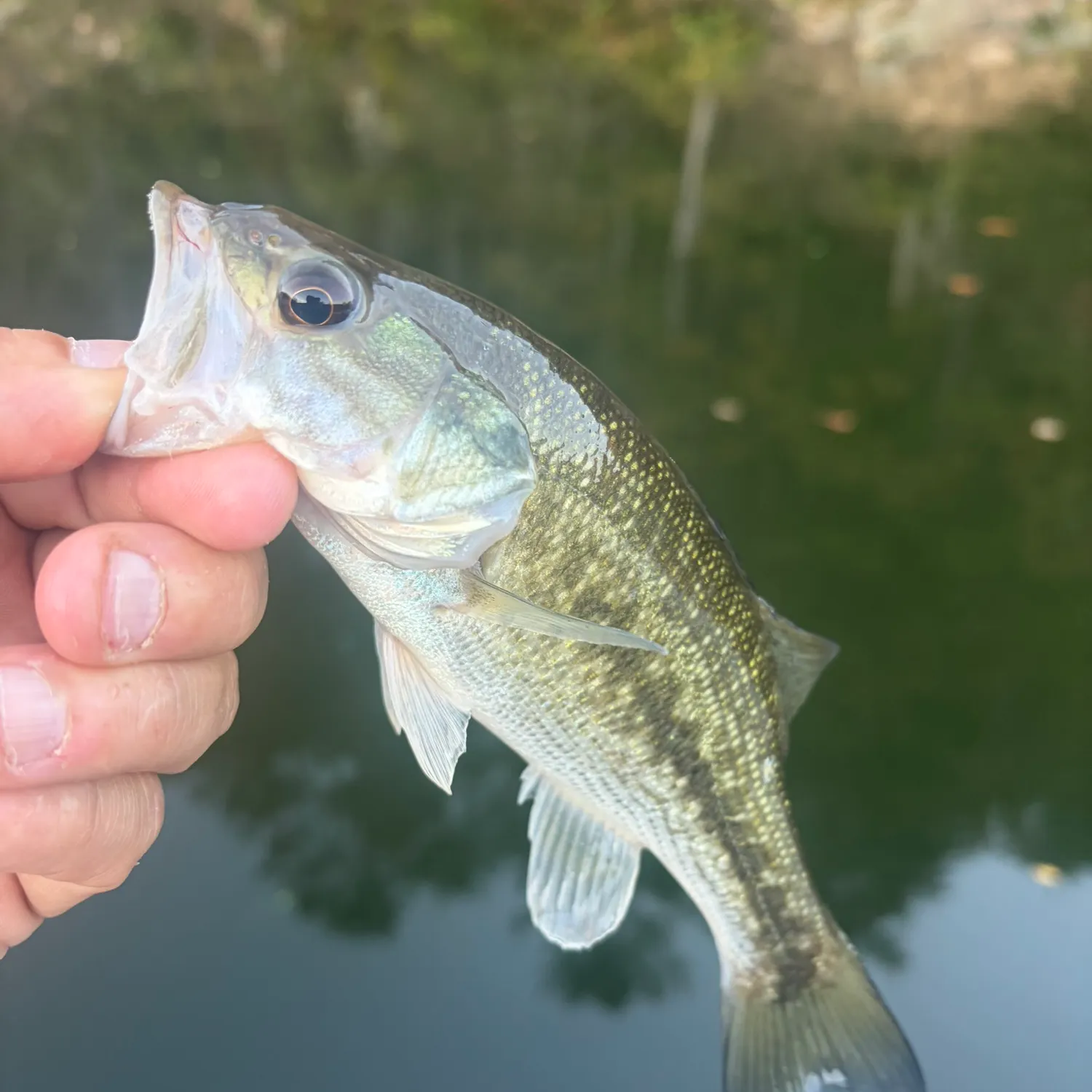 Spotted bass caught on Fishbrain