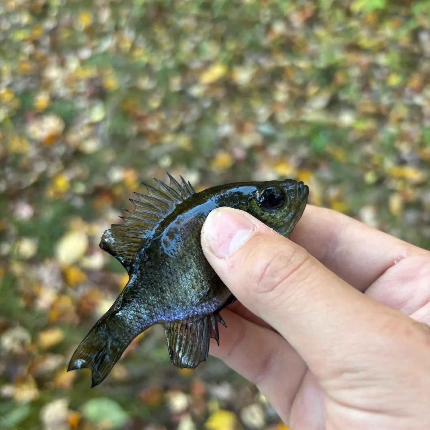 Bluegill caught on Fishbrain