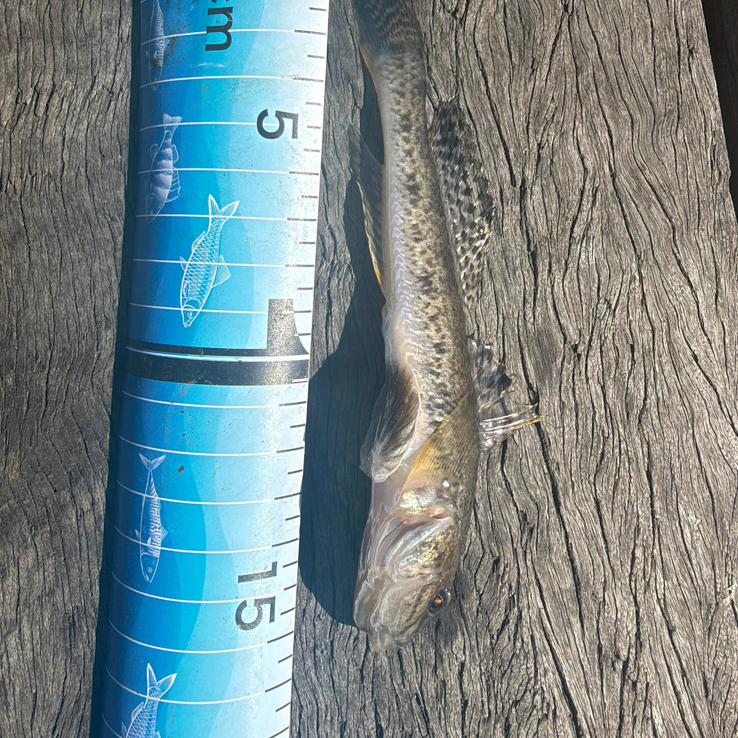 The most recent Yellowfin goby catches on Fishbrain